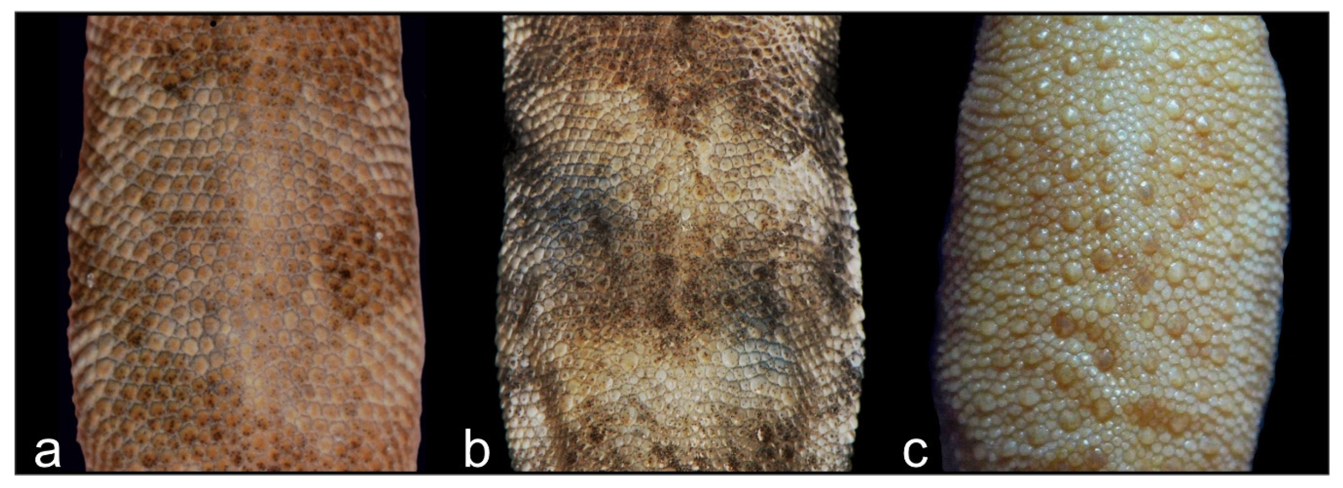 Animals 13 02516 g006