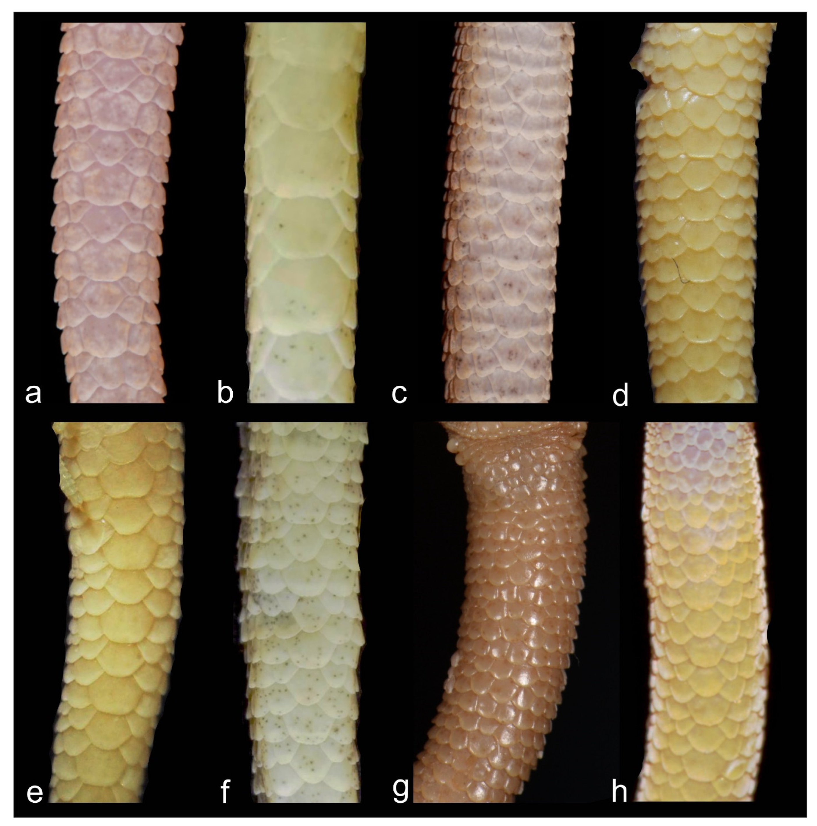 Animals 13 02516 g007