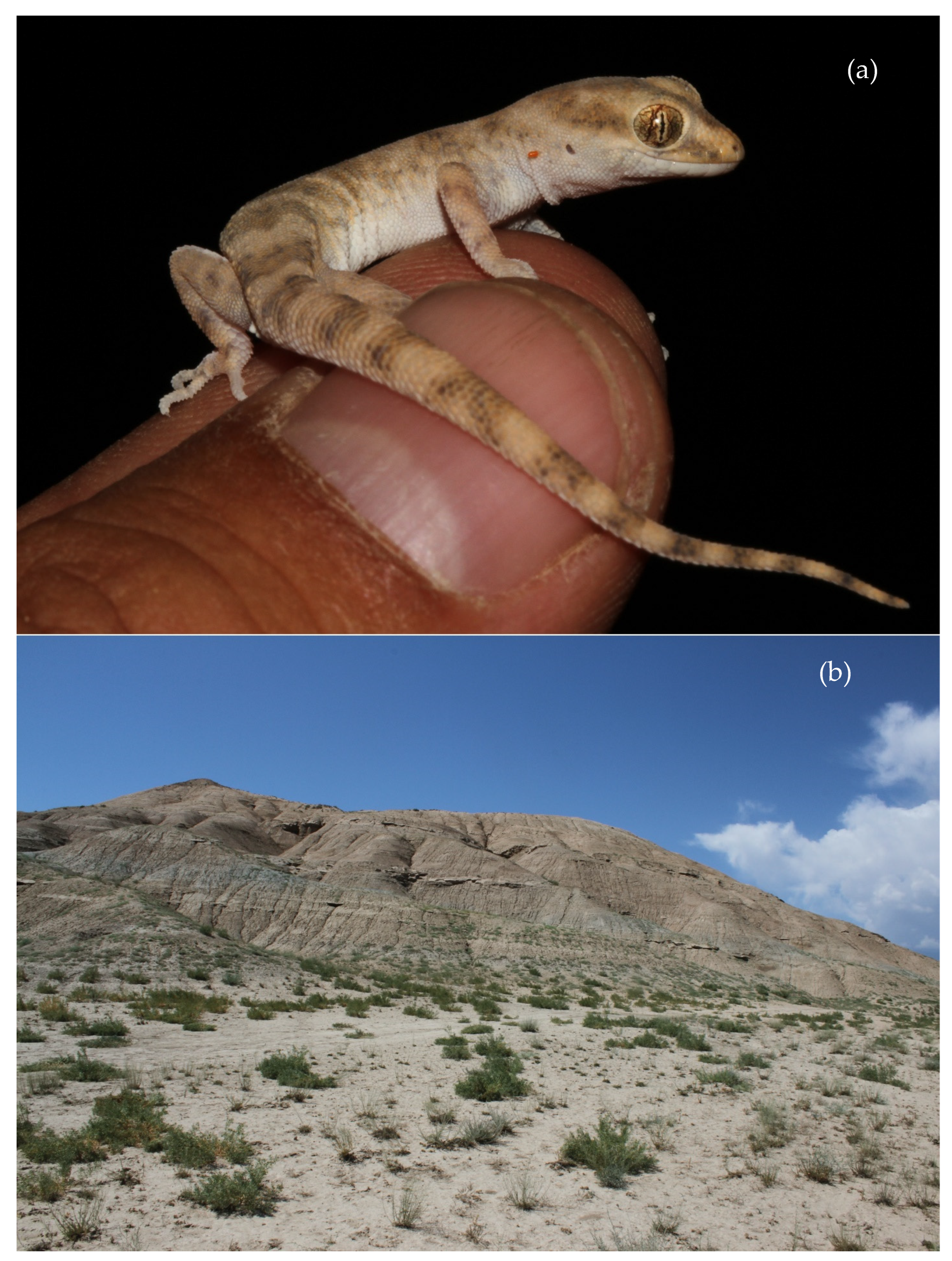 Animals 13 02516 g008 Animals 13 02516 g008