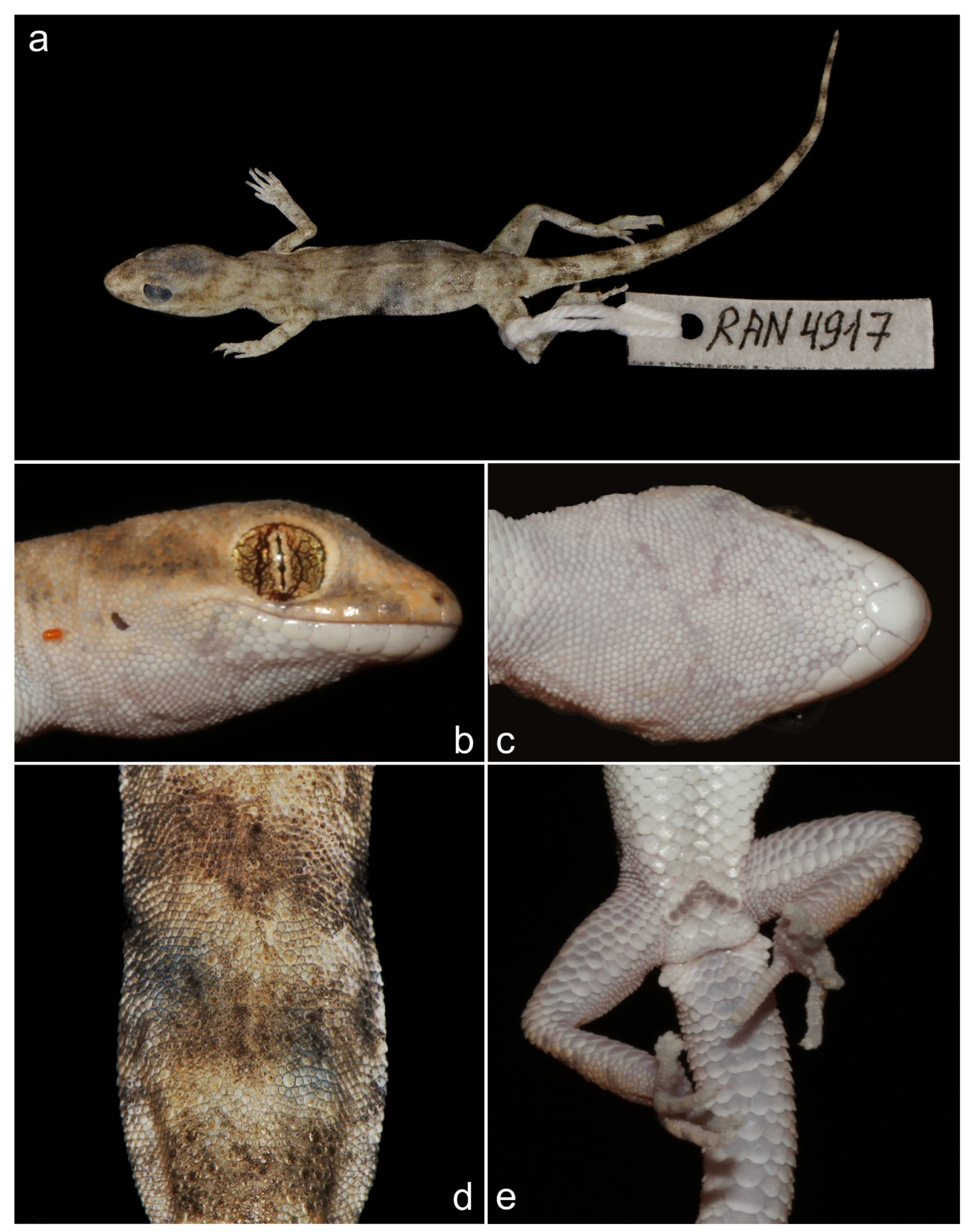 Animals 13 02516 g009