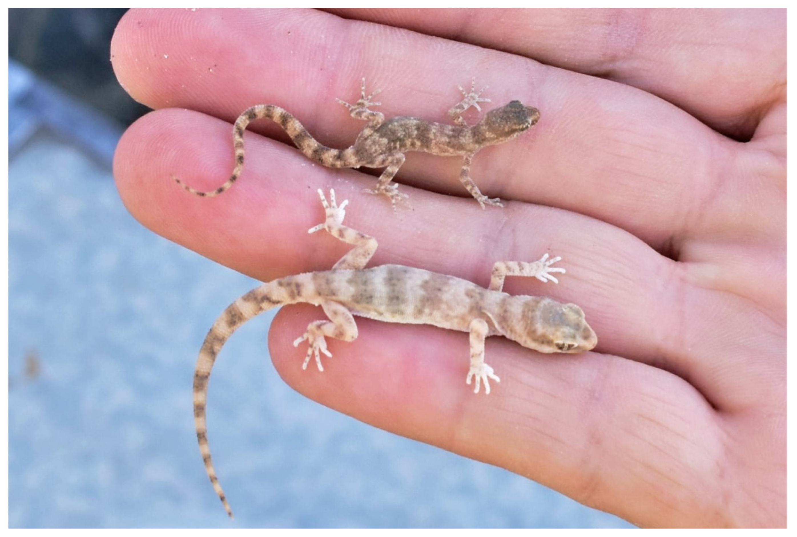 Animals 13 02516 g010