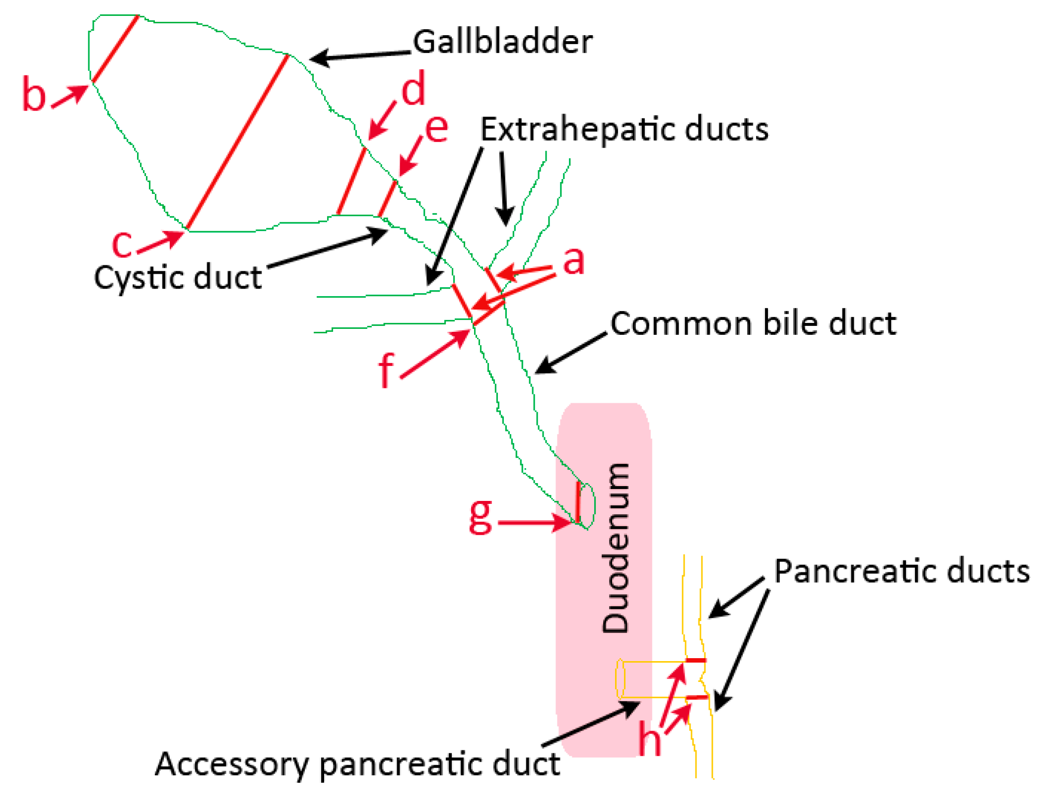 Animals 13 02517 g001 Animals 13 02517 g001