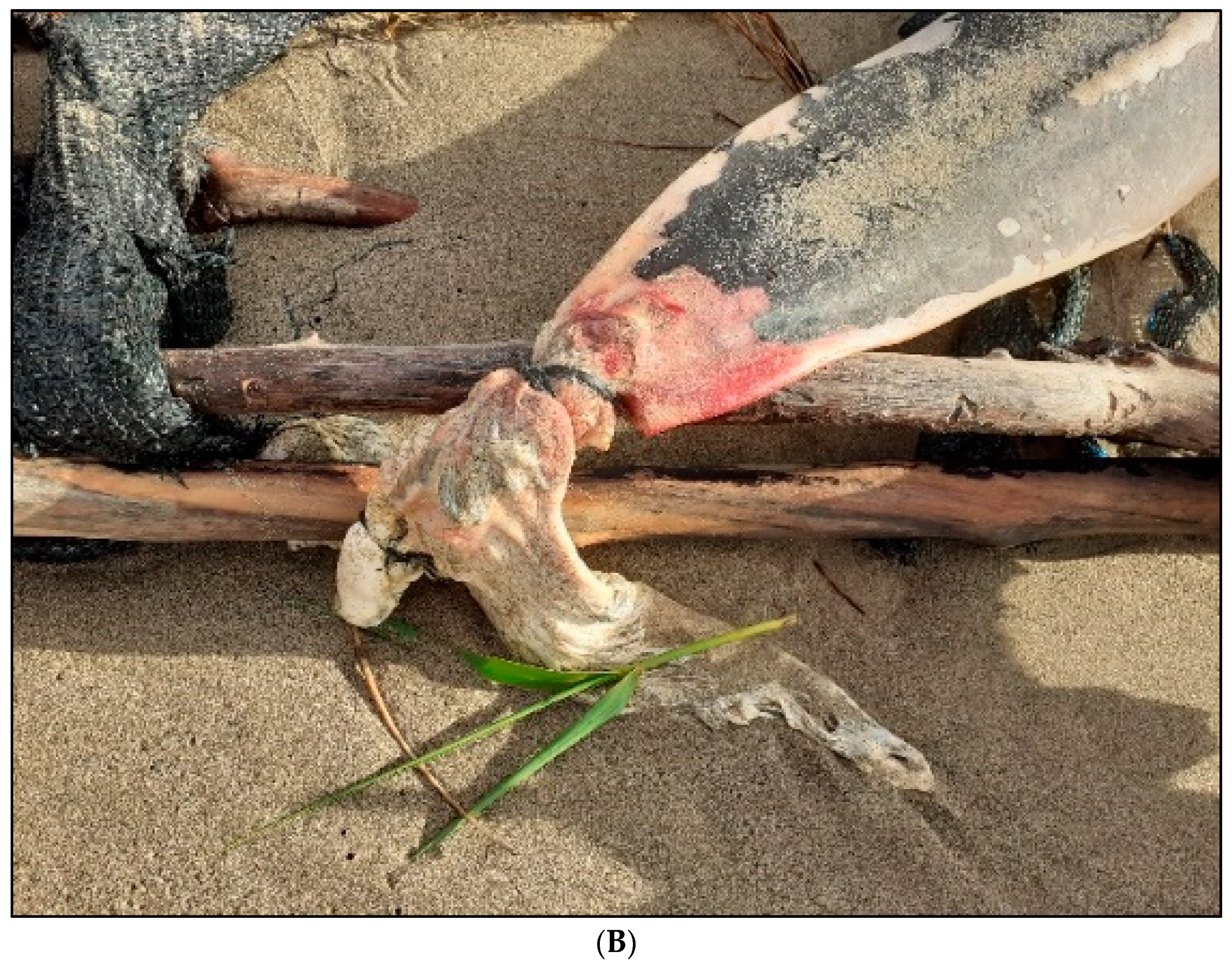 Animals 13 02524 g002b Animals 13 02524 g002b