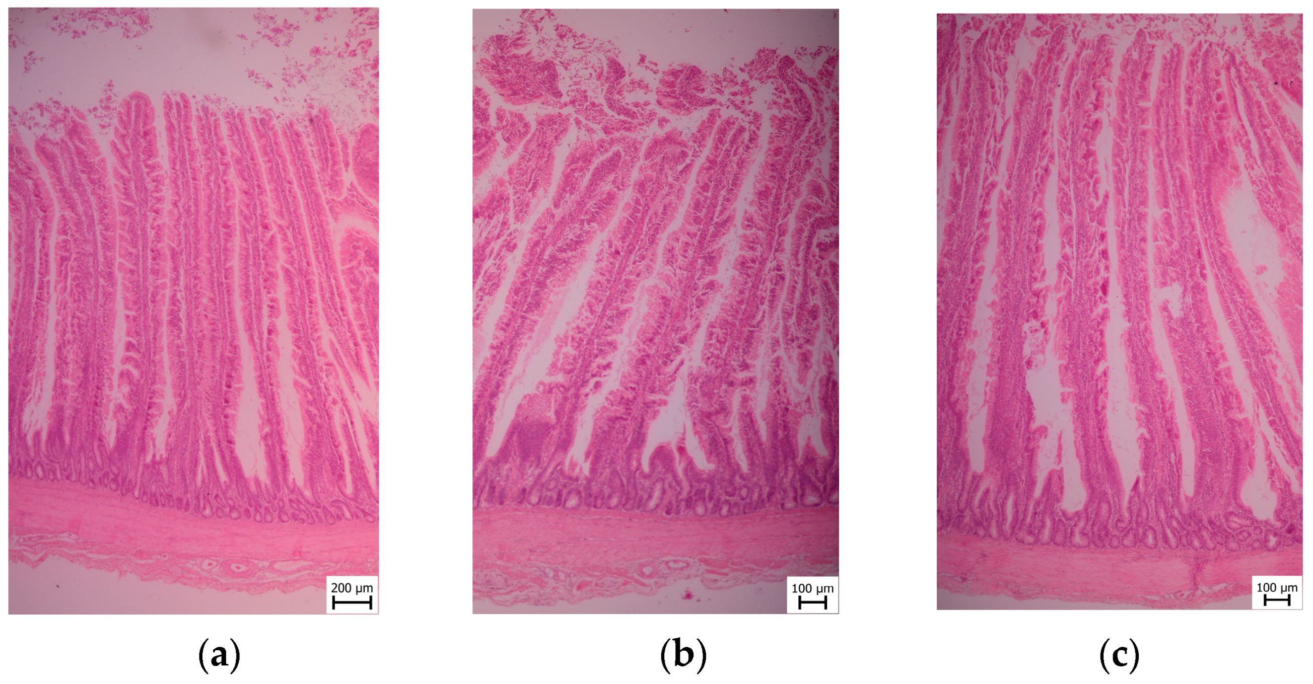 Animals 13 02532 g002