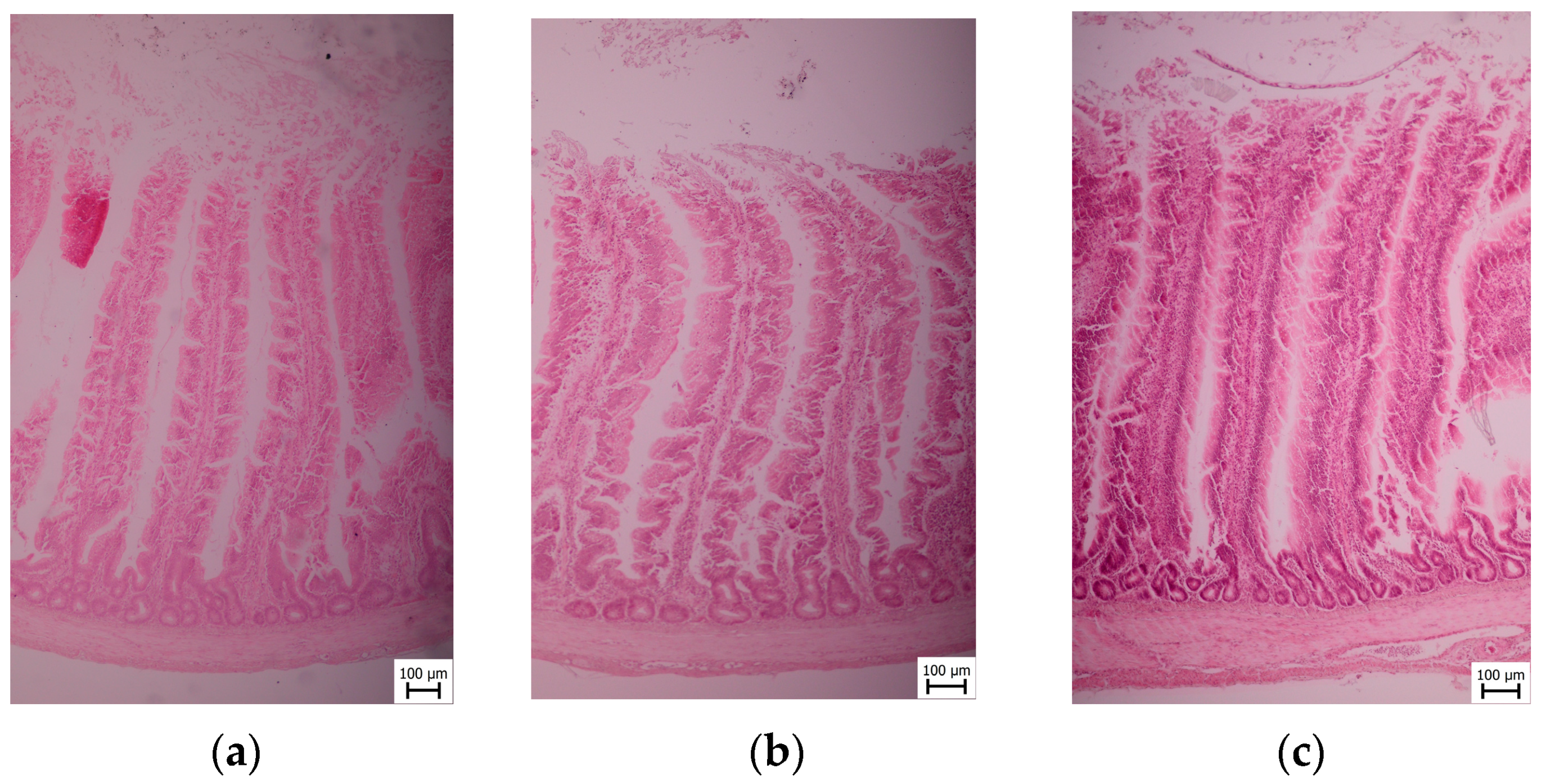 Animals 13 02532 g003