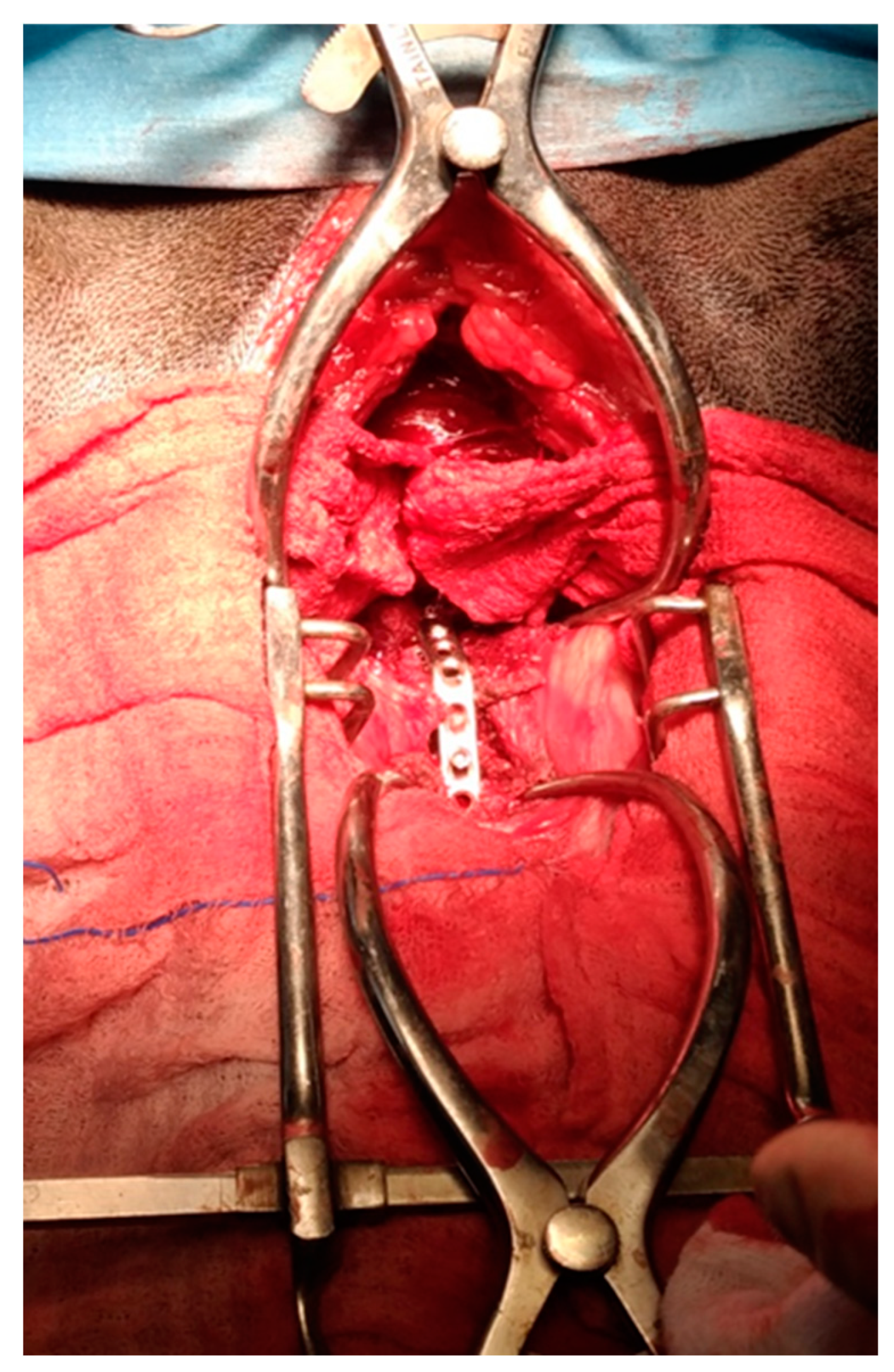 Animals 13 02549 g003 Animals 13 02549 g003