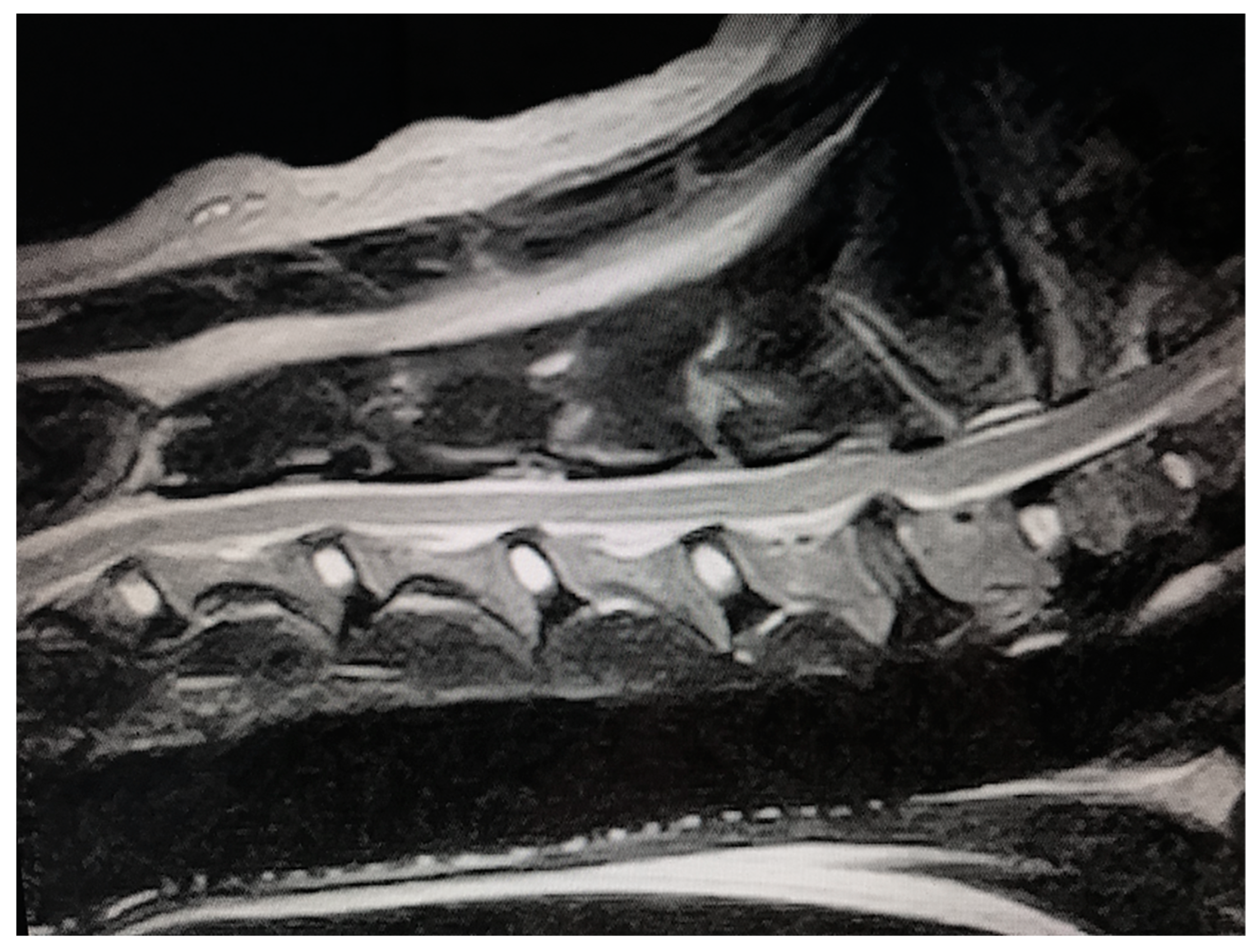 Animals 13 02549 g004 Animals 13 02549 g004