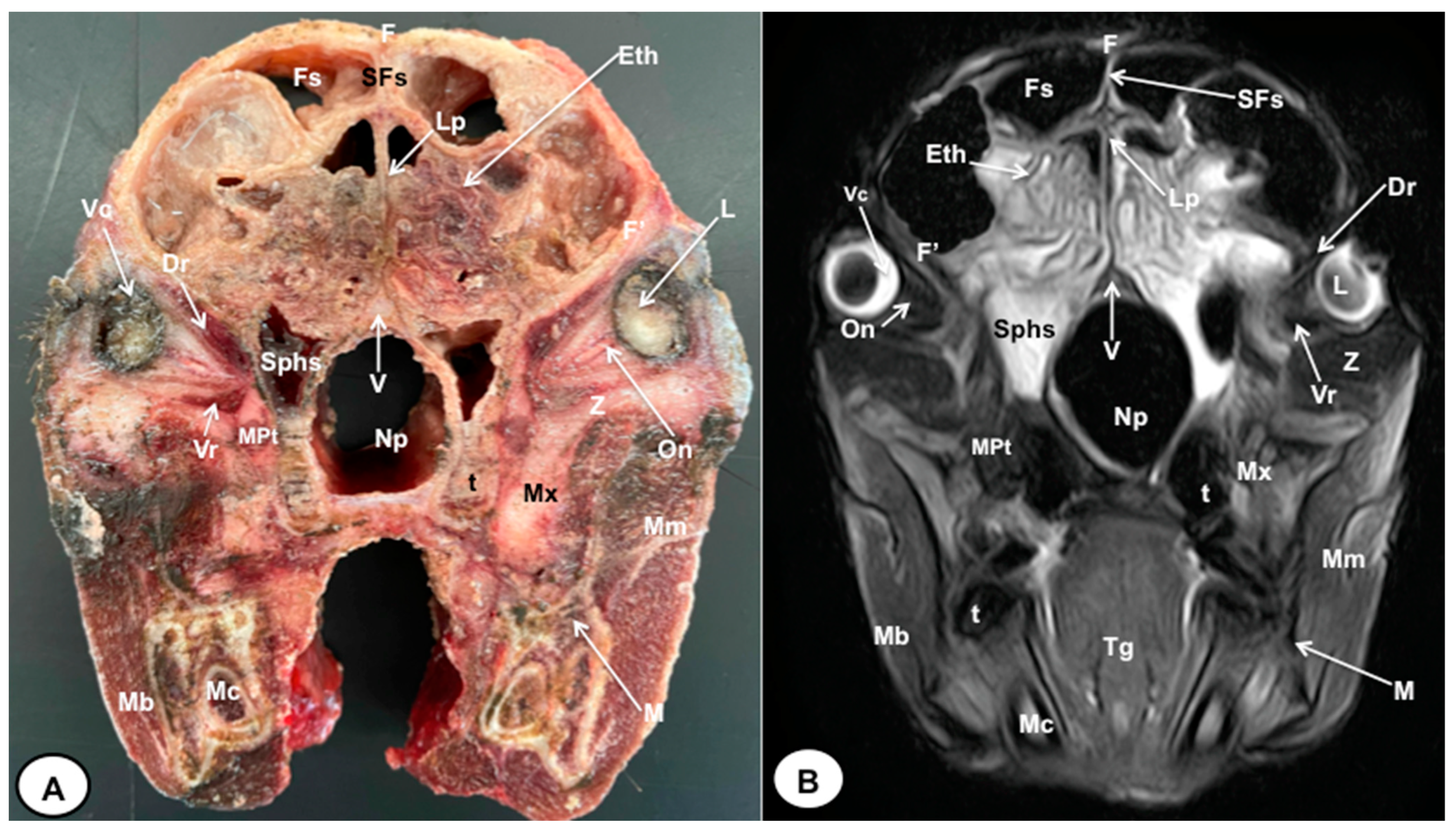 Animals 13 02551 g002 Animals 13 02551 g002