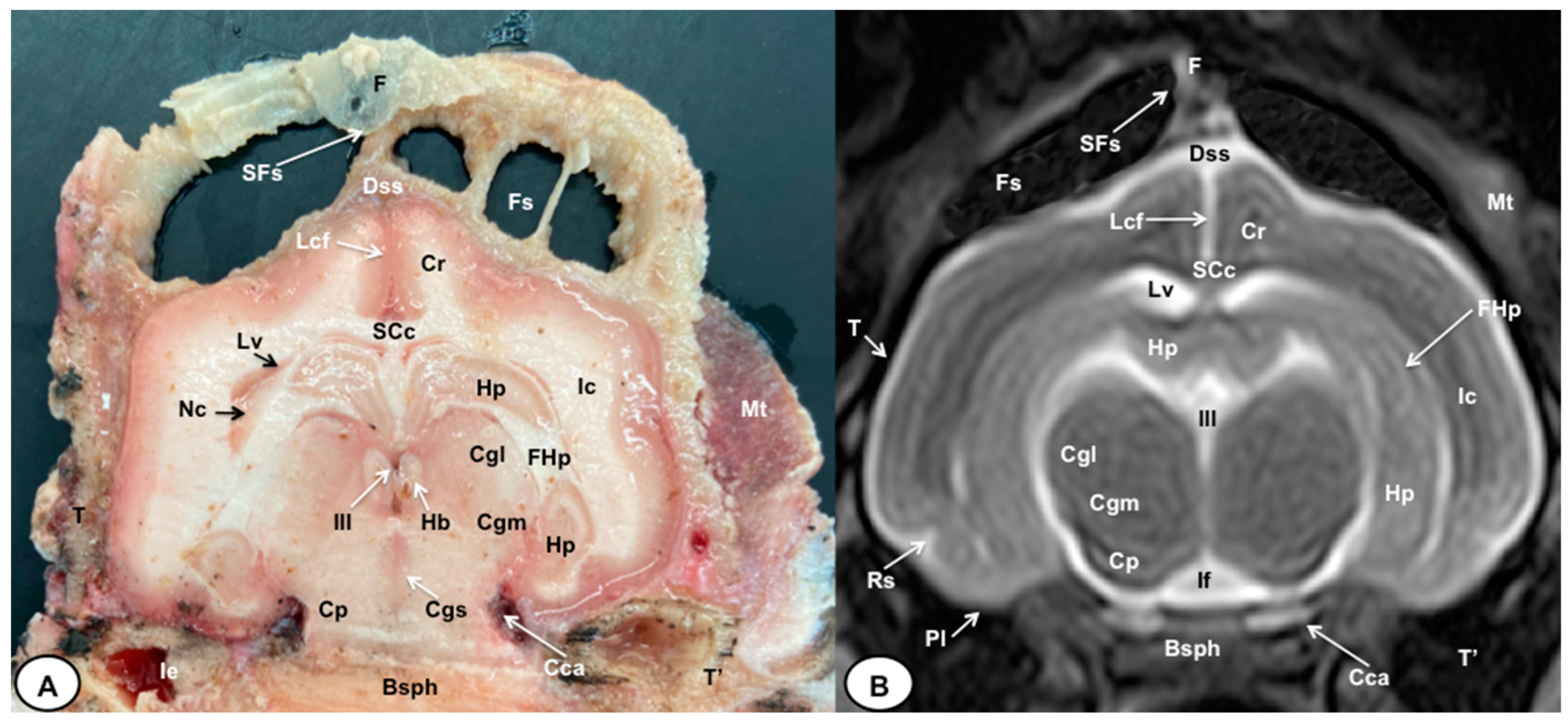 Animals 13 02551 g005 Animals 13 02551 g005