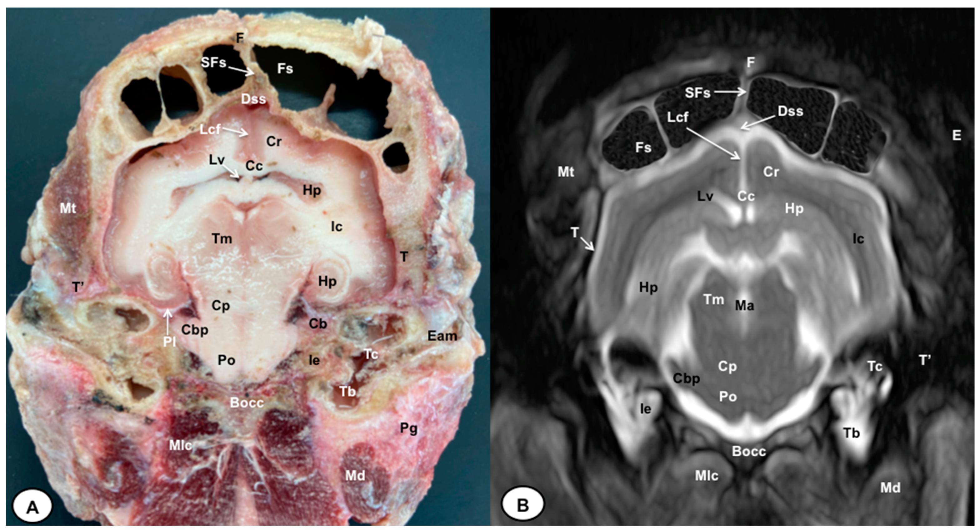 Animals 13 02551 g006 Animals 13 02551 g006