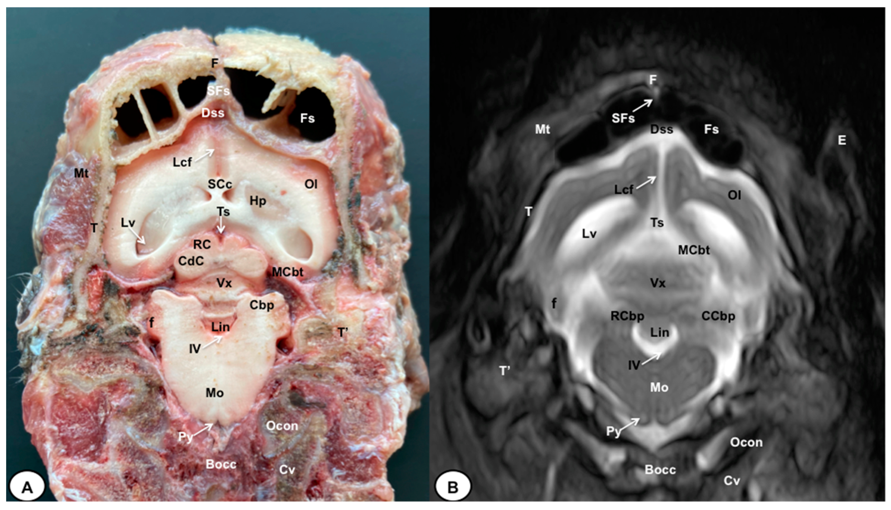 Animals 13 02551 g007 Animals 13 02551 g007