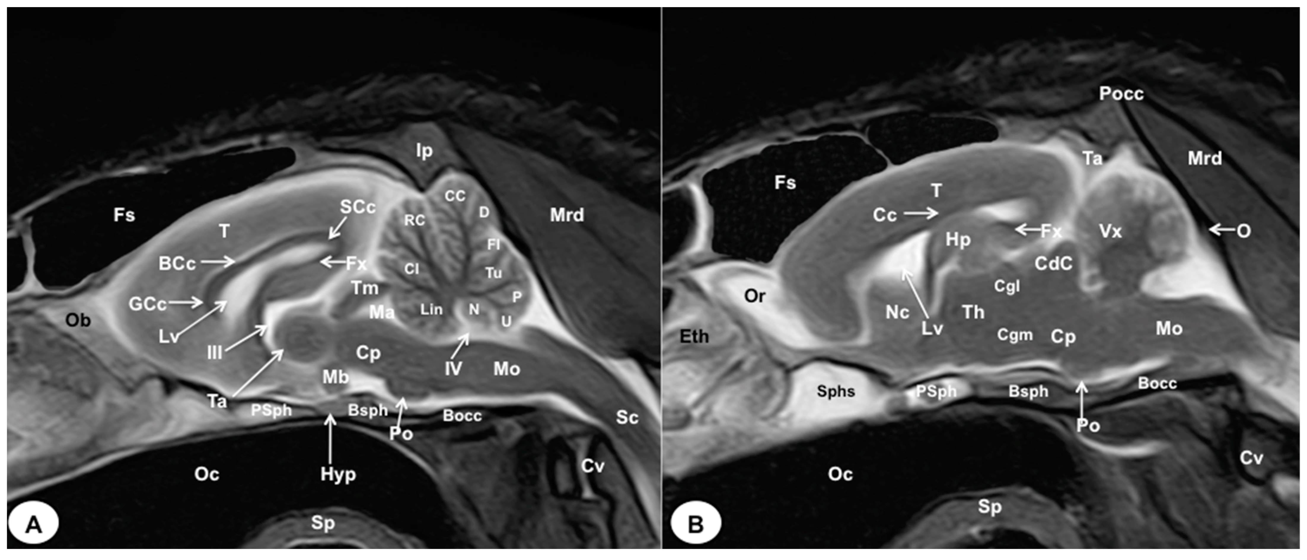 Animals 13 02551 g008 Animals 13 02551 g008