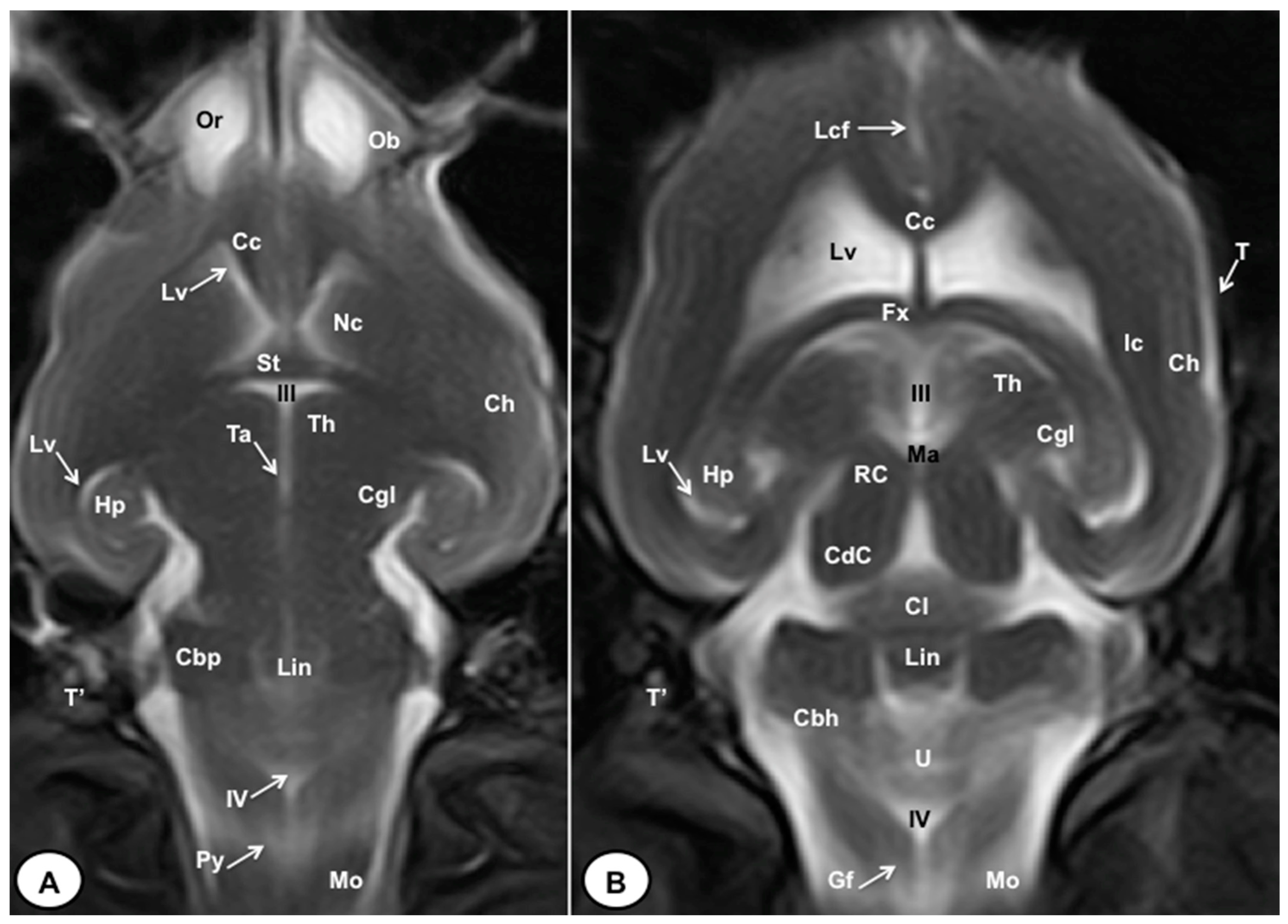 Animals 13 02551 g009 Animals 13 02551 g009