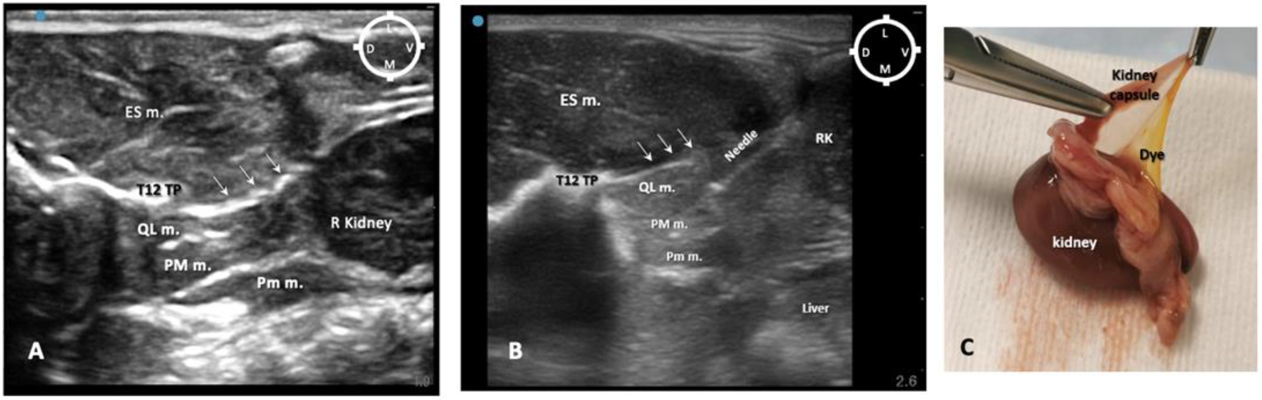 Animals 13 02559 g002