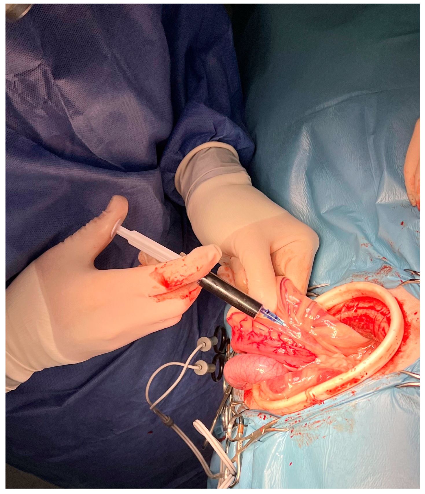 Animals 13 02567 g002 550