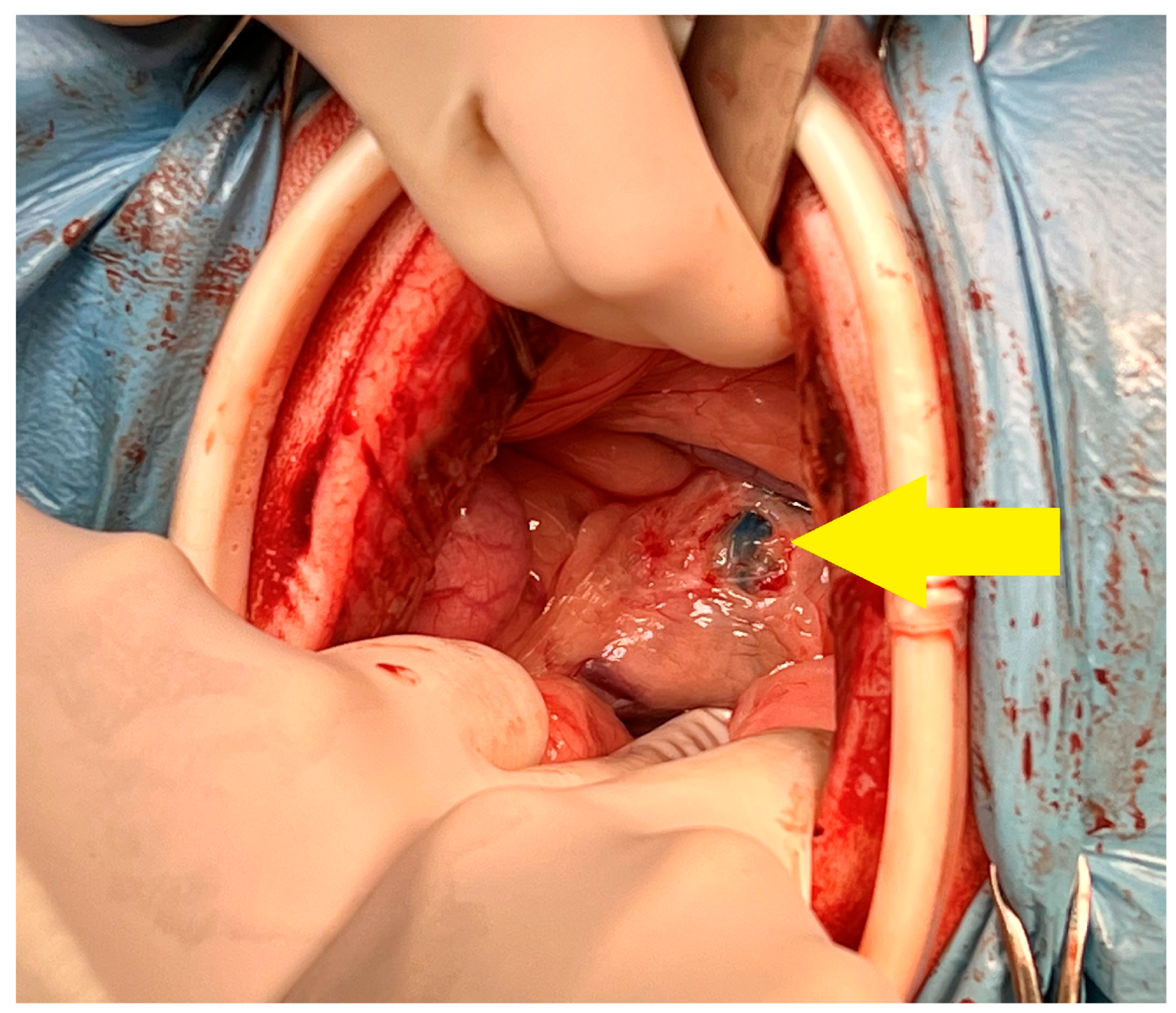 Animals 13 02567 g003 550