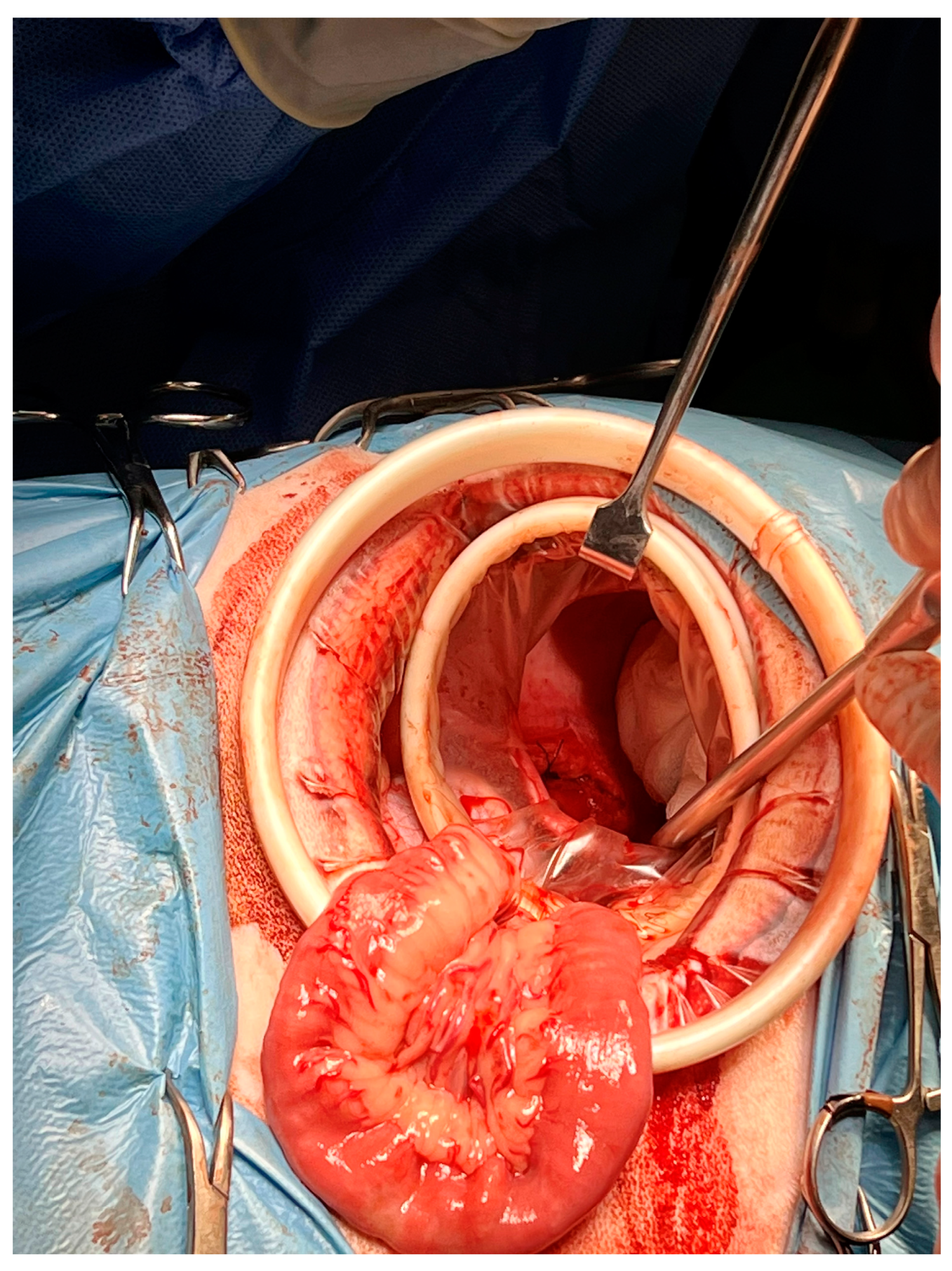 Animals 13 02567 g004 550