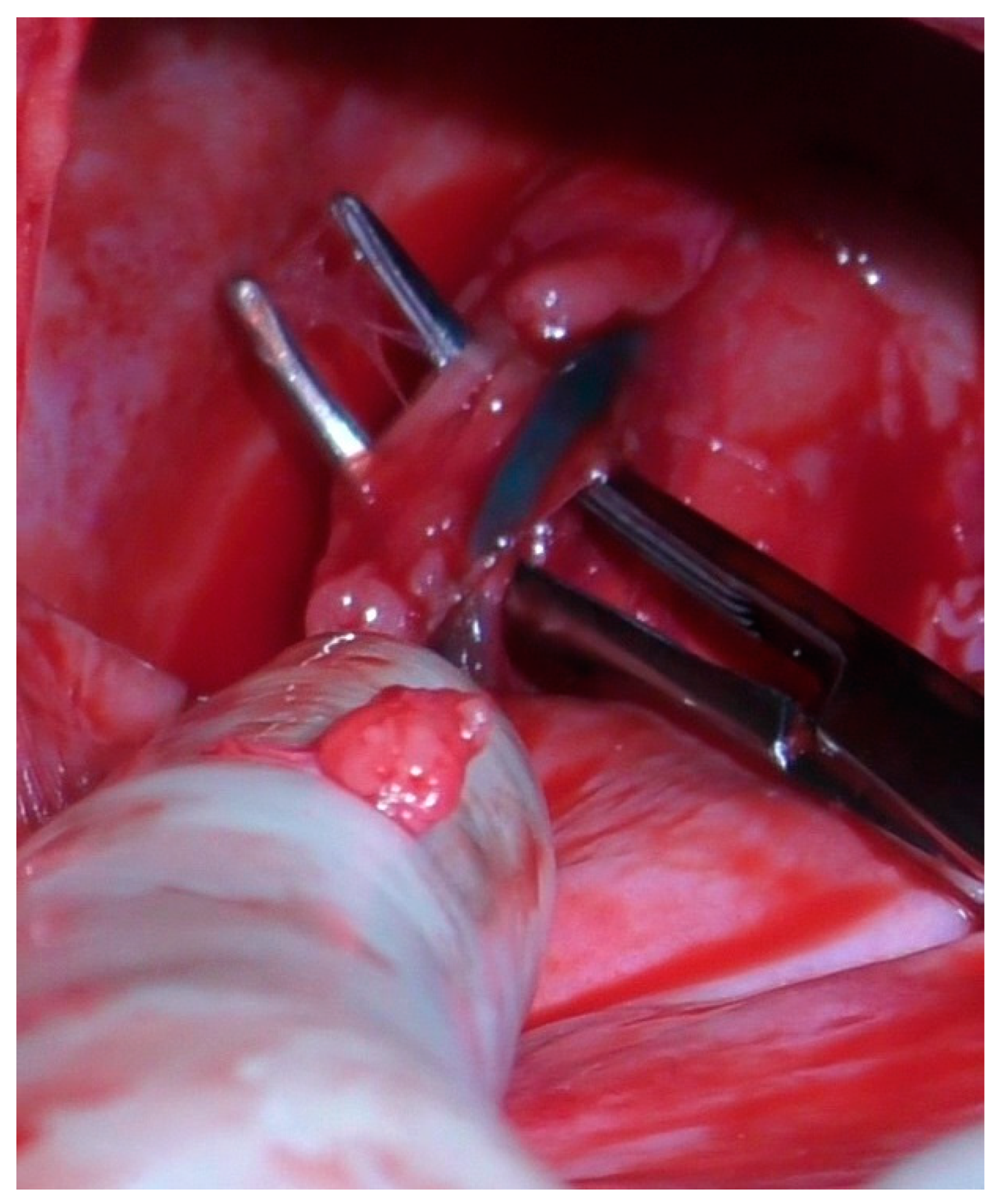 Animals 13 02567 g005 550