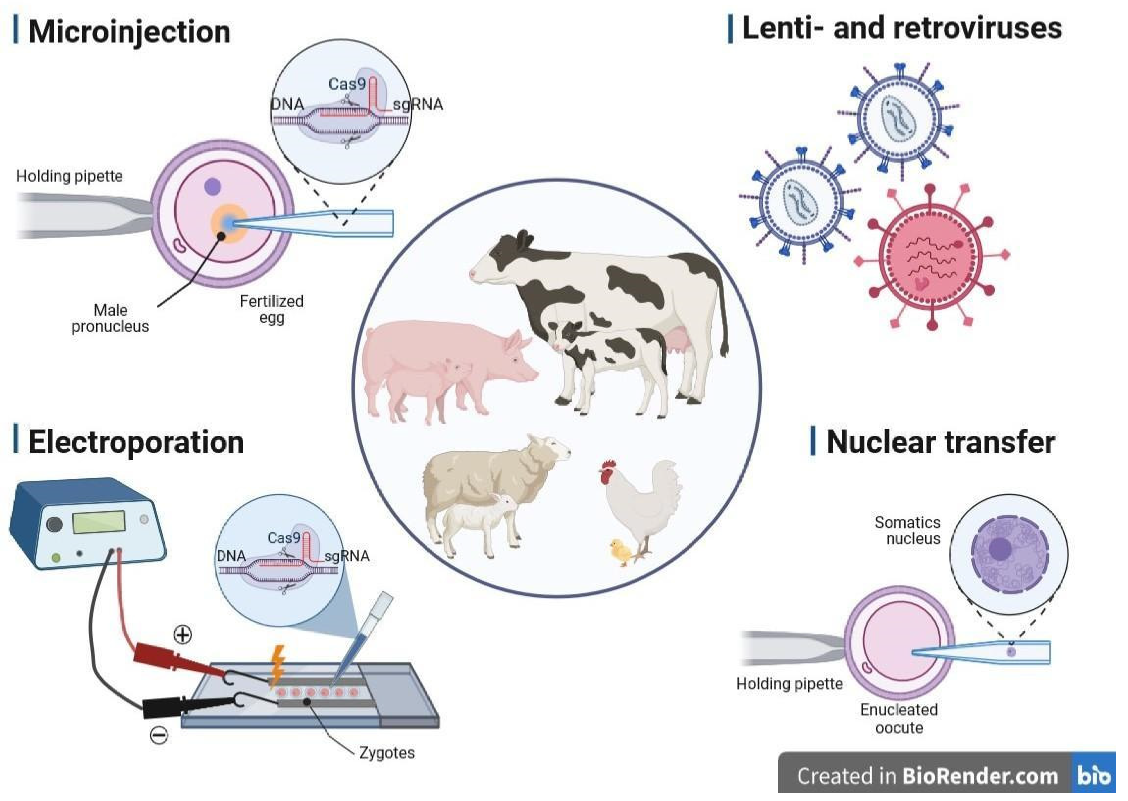 Perspectives in Genome-Editing Techniques for Livestock