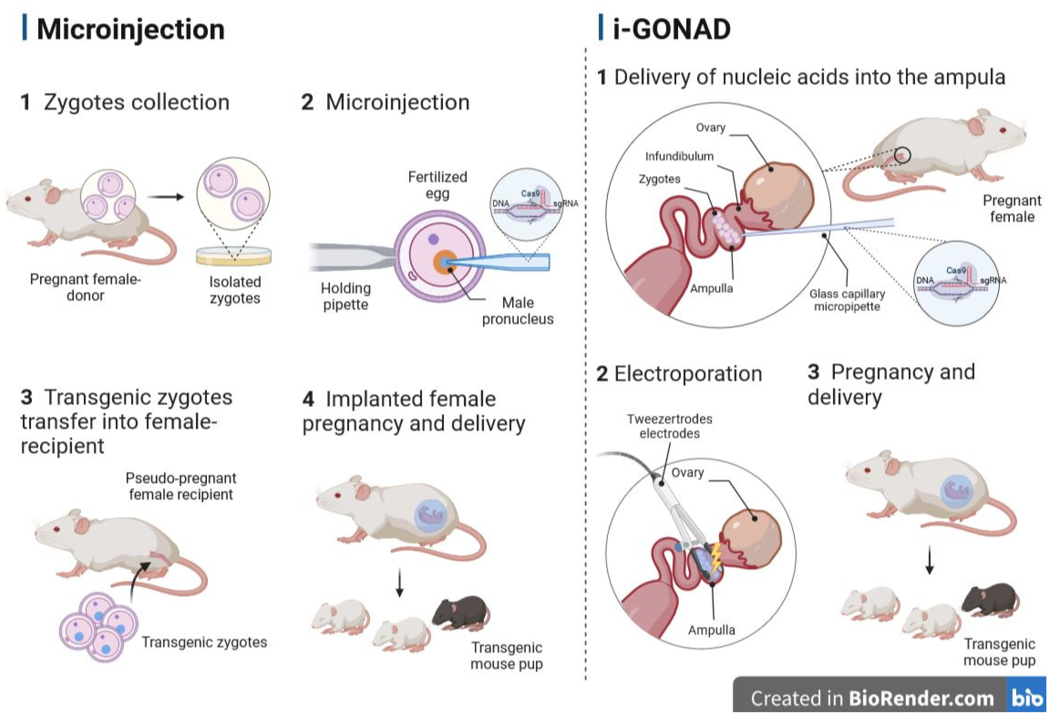 Animals 13 02580 g002 Animals 13 02580 g002