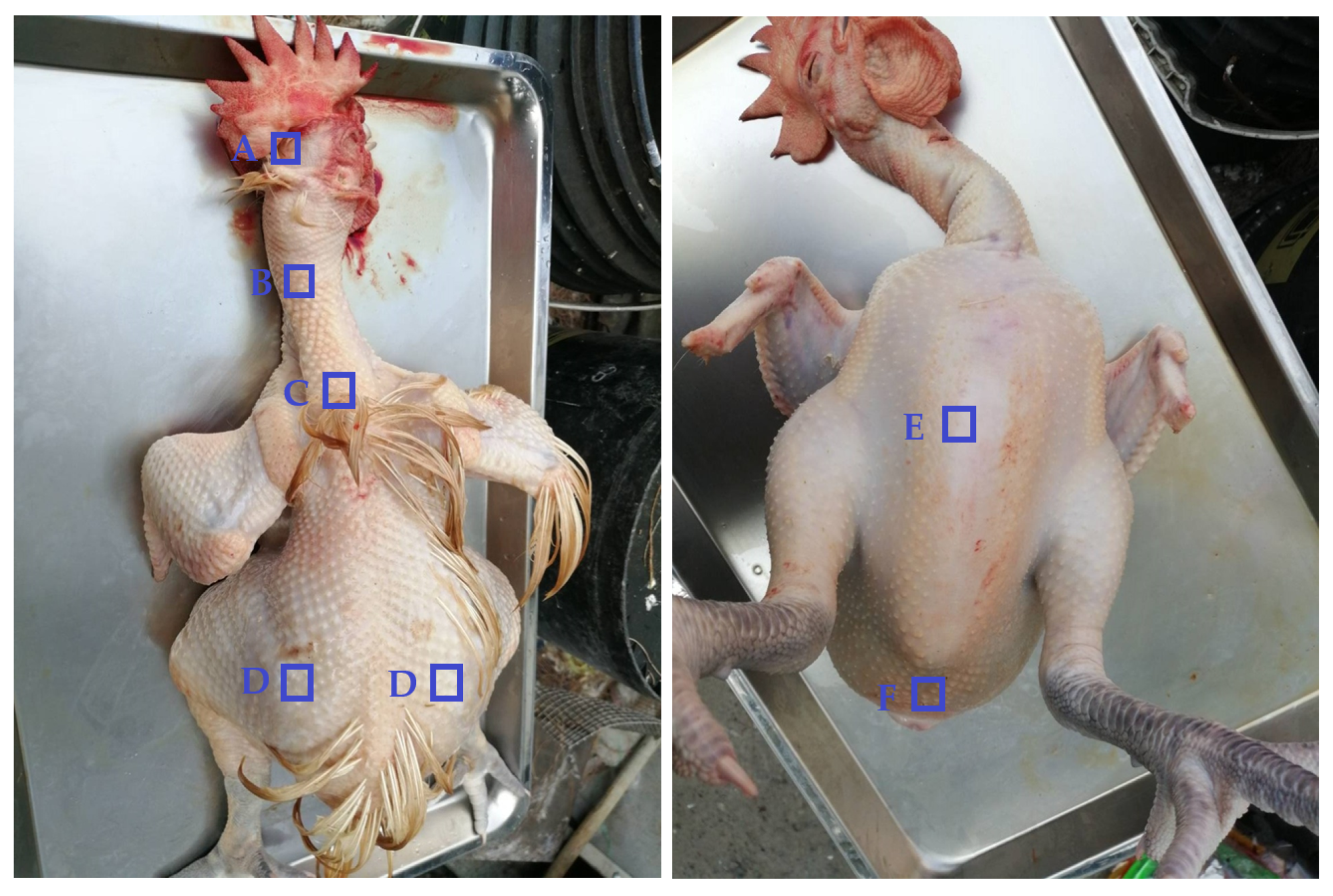 Animals 13 02584 g001