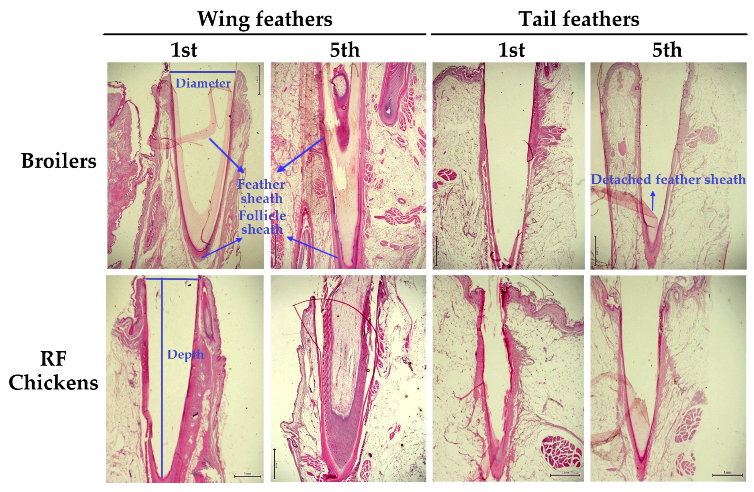 Animals 13 02584 g004