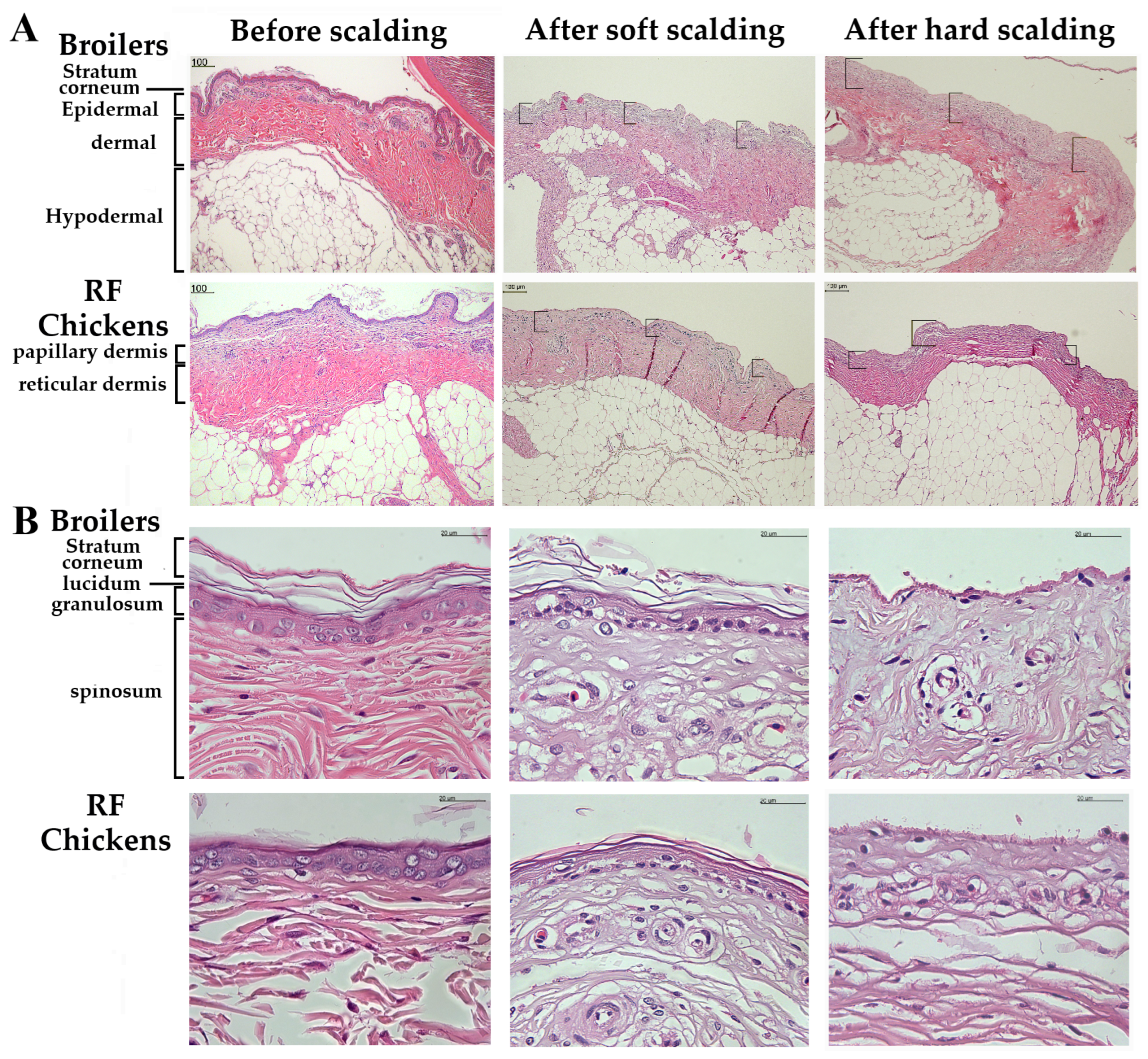 Animals 13 02584 g005