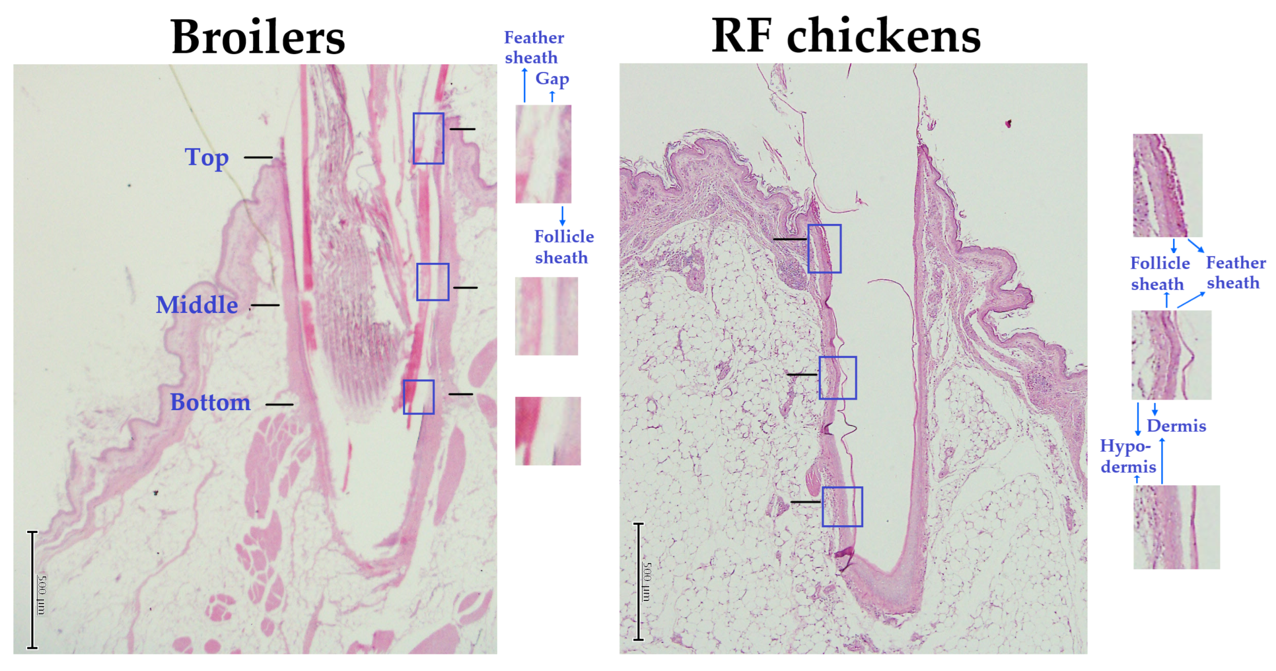 Animals 13 02584 g006
