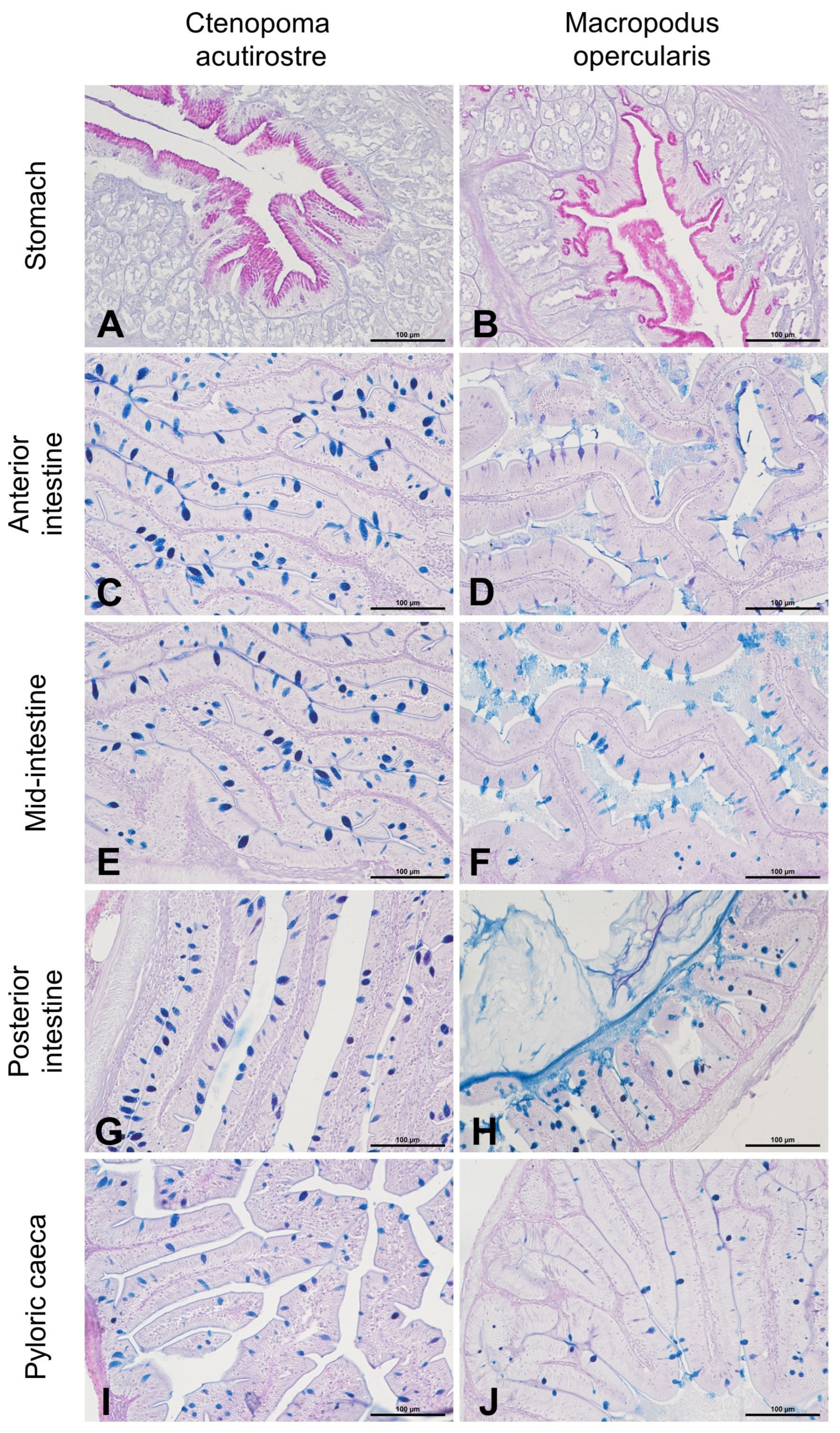 Animals 13 02613 g004