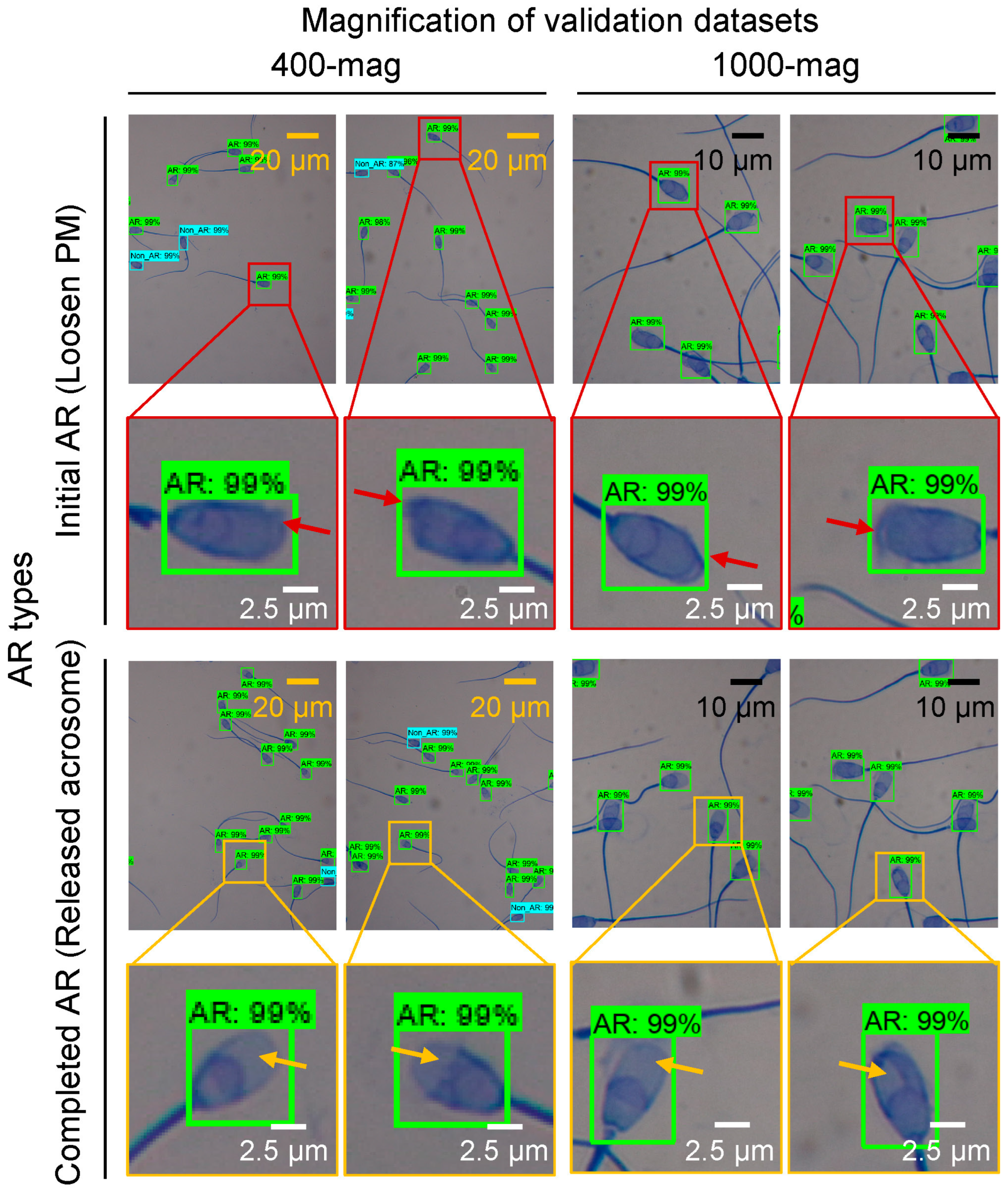 Animals 13 02622 g003 Animals 13 02622 g003