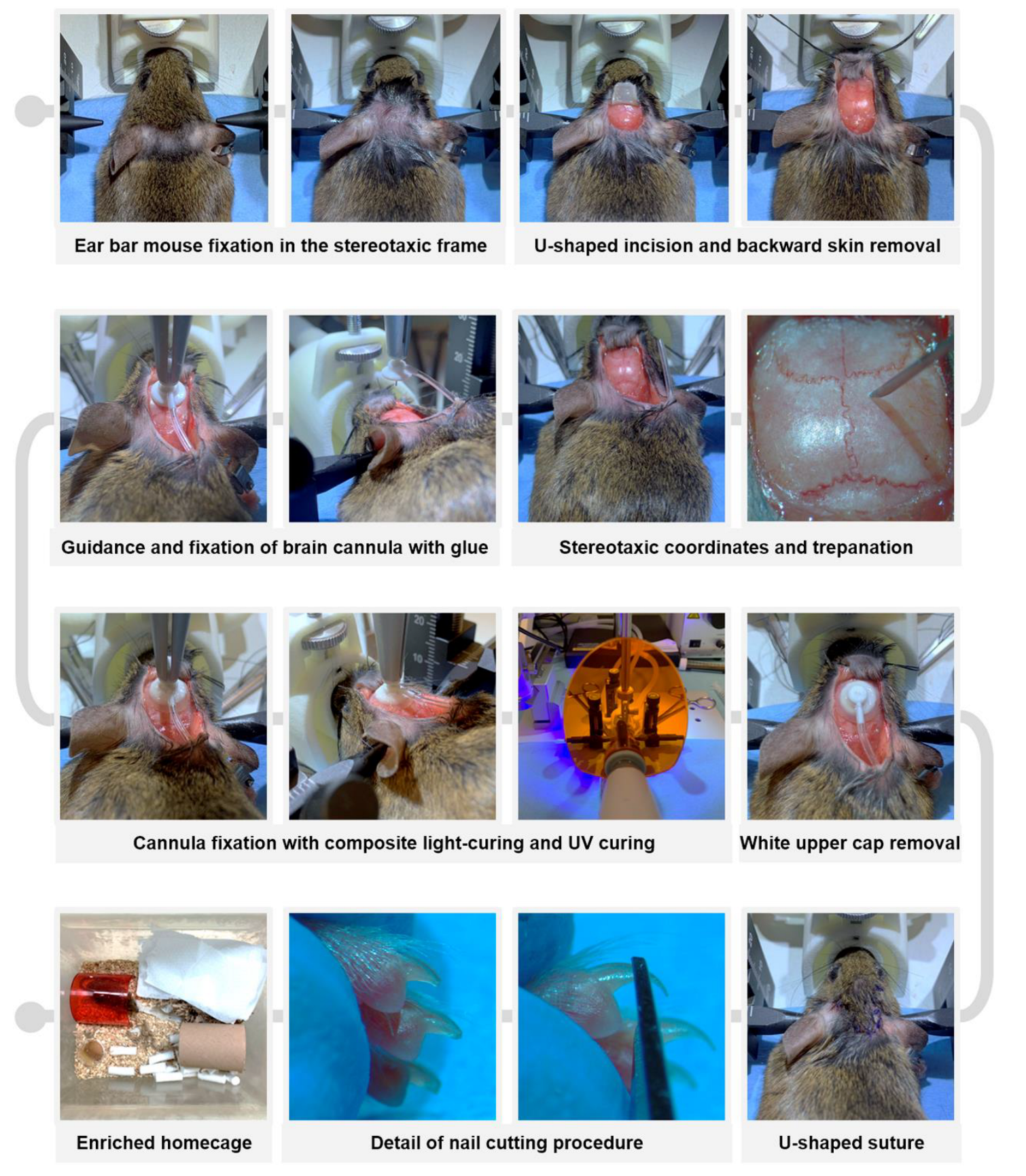 Animals 13 02627 g003 Animals 13 02627 g003