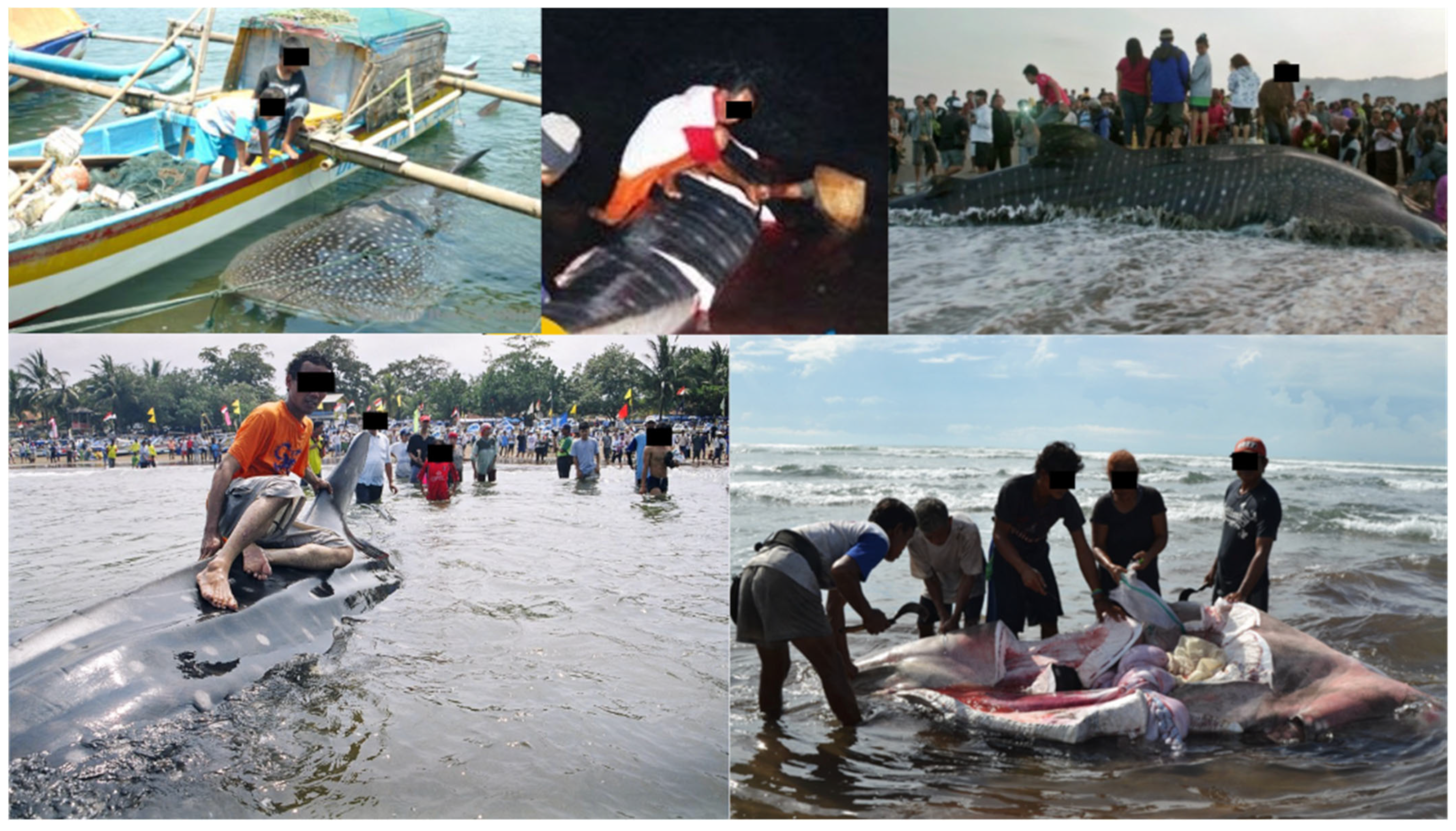 Animals 13 02656 g004