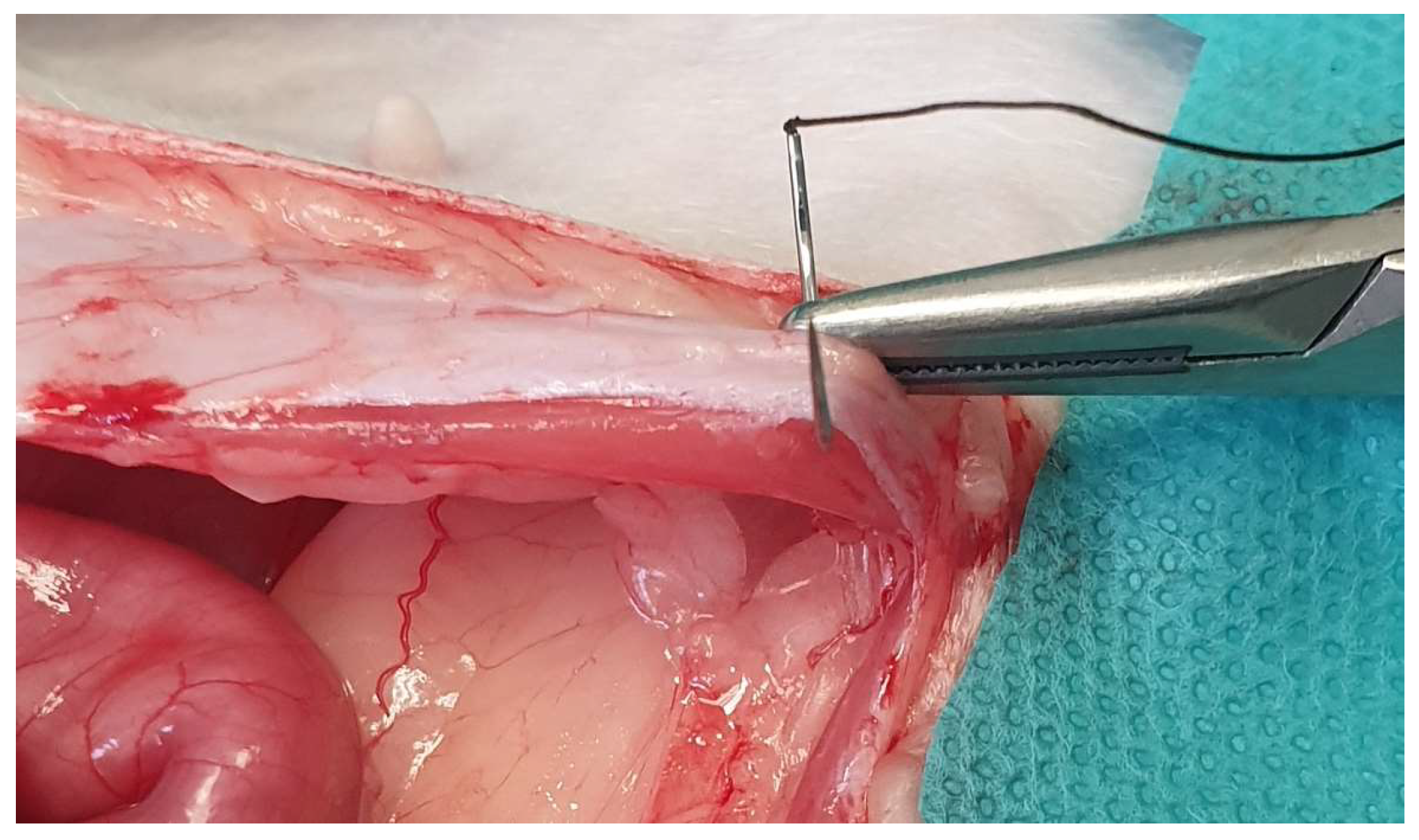 Animals 13 02670 g003