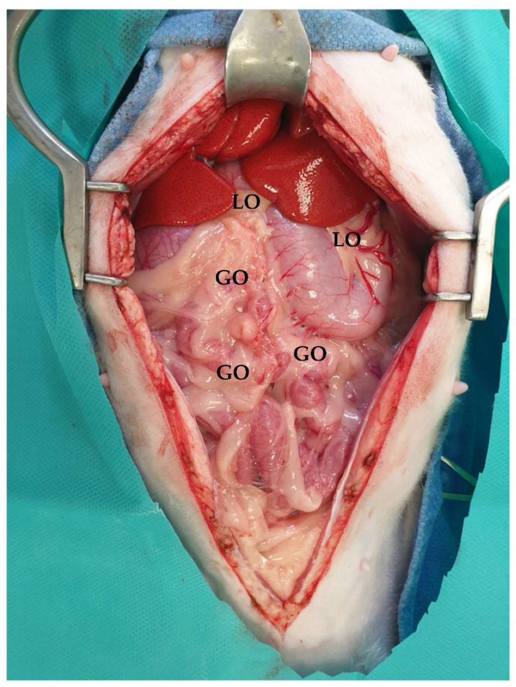 Animals 13 02670 g009