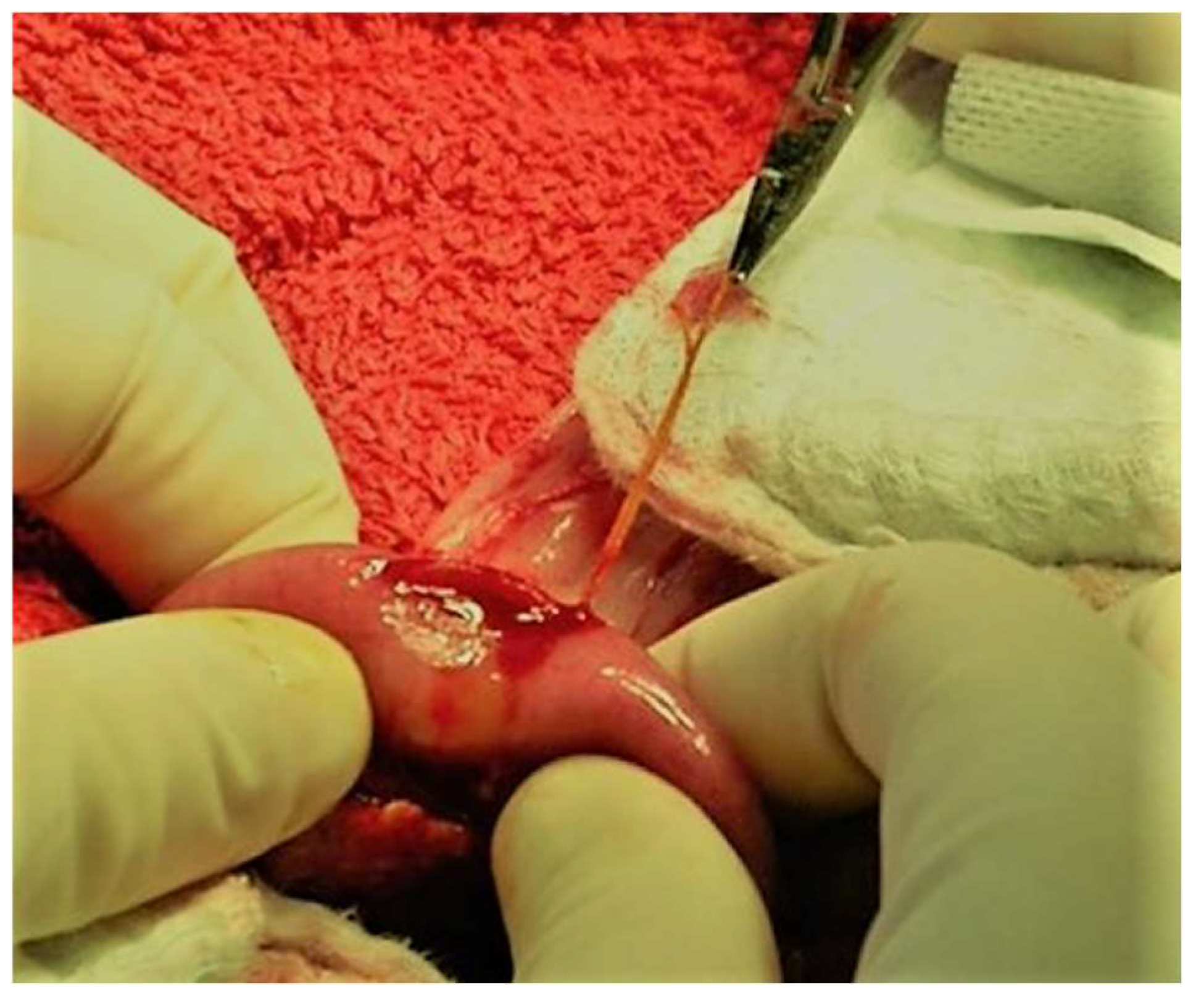 Animals 13 02670 g014