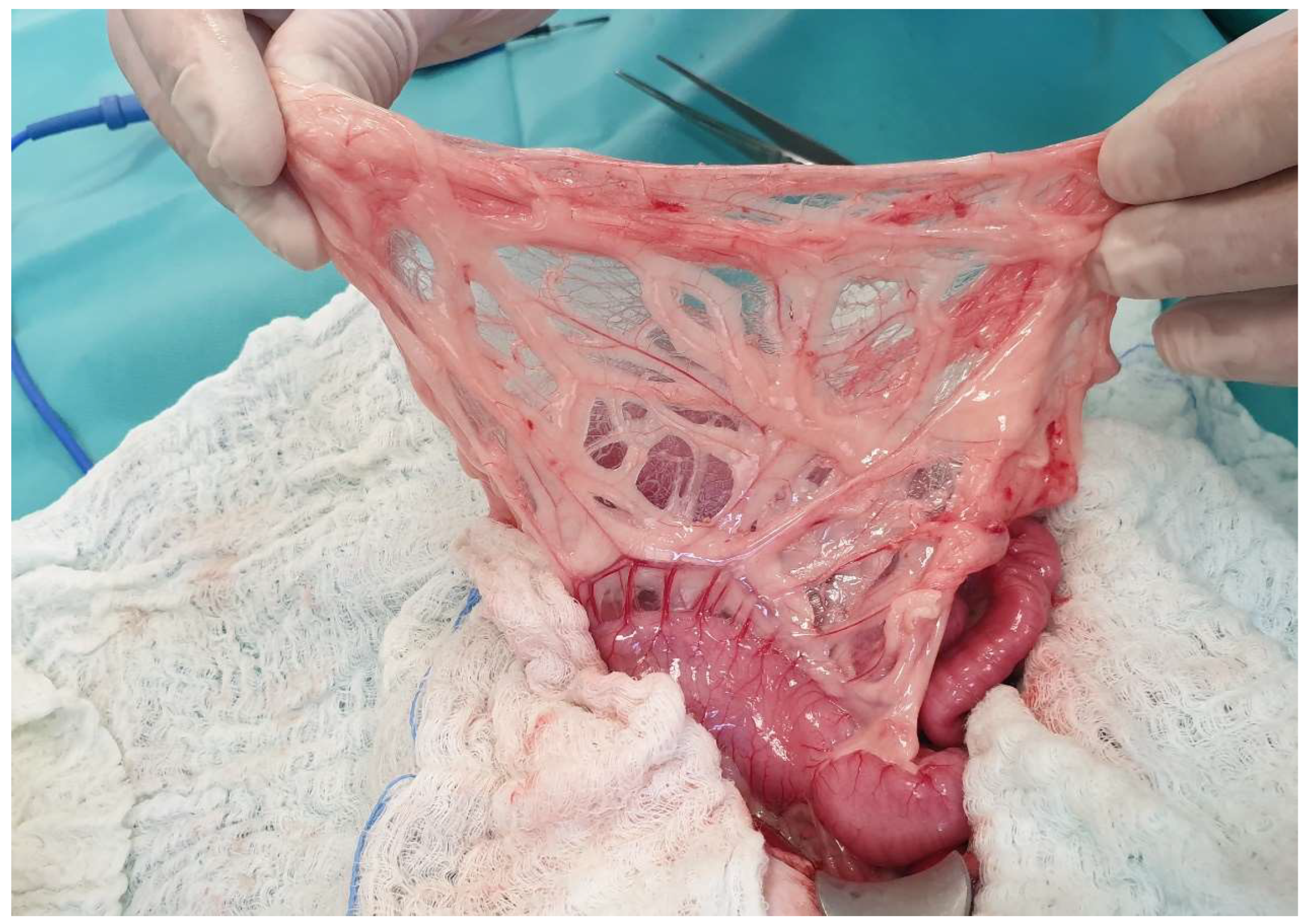 Animals 13 02670 g024