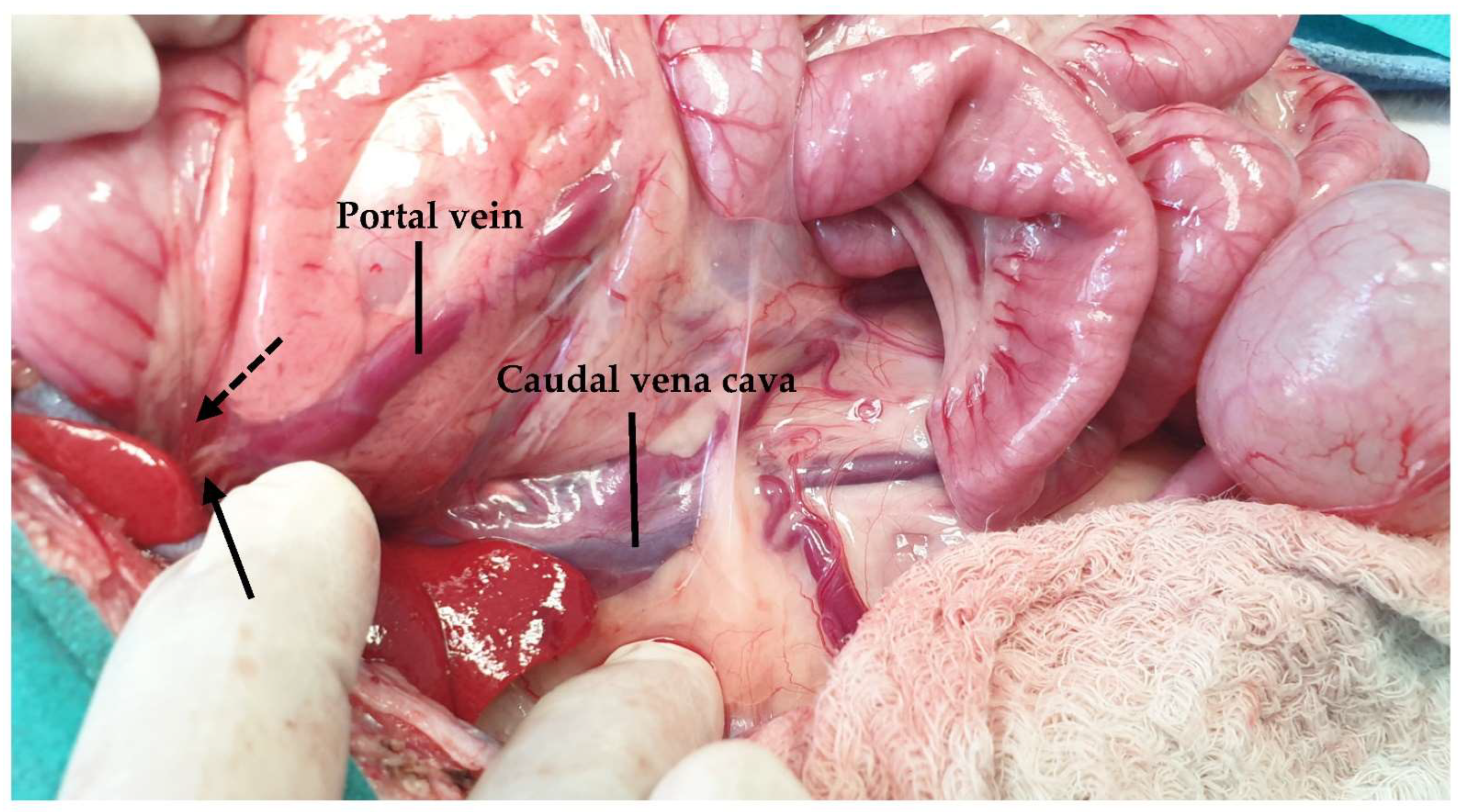 Animals 13 02670 g026