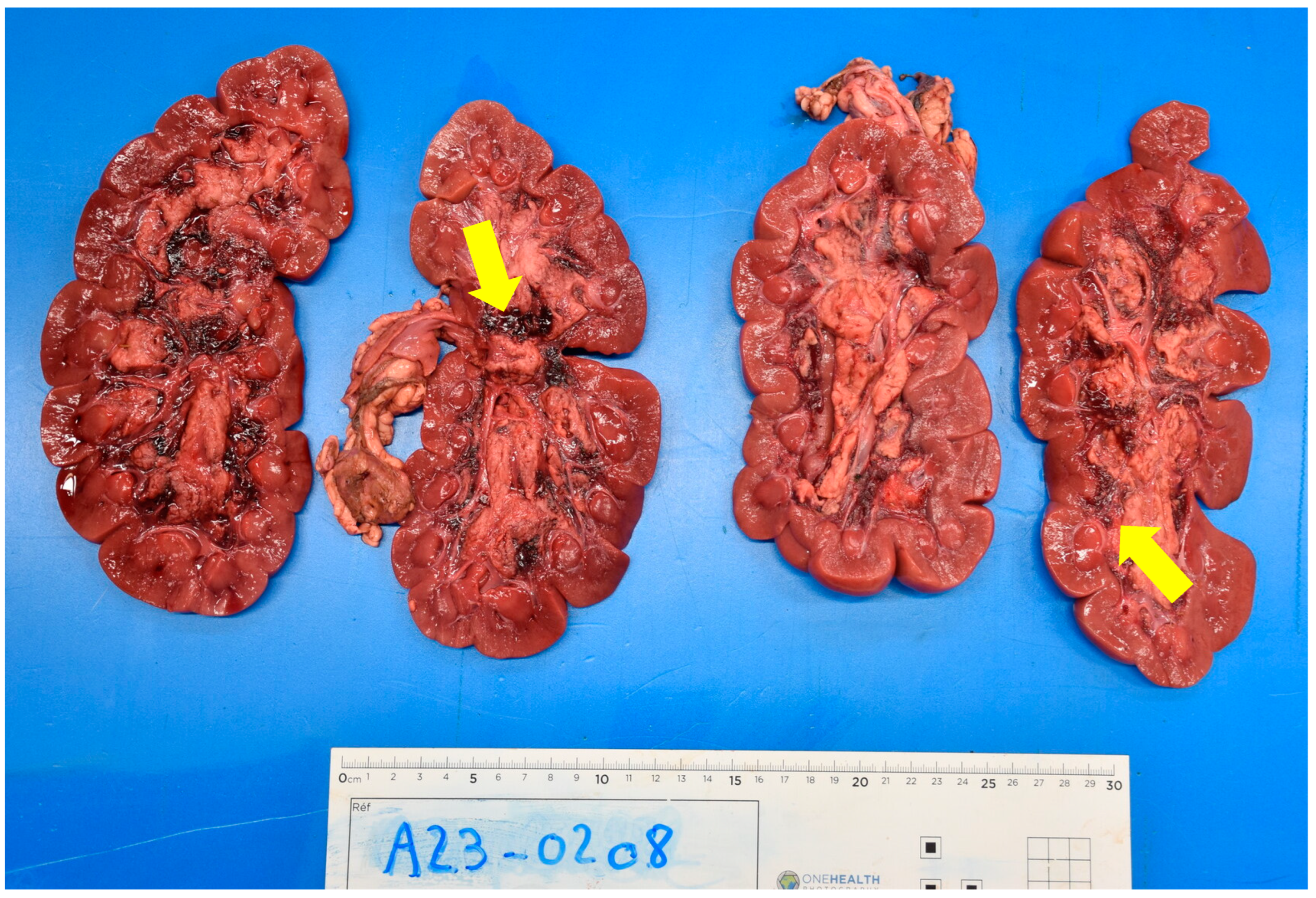 Animals 13 02678 g002a