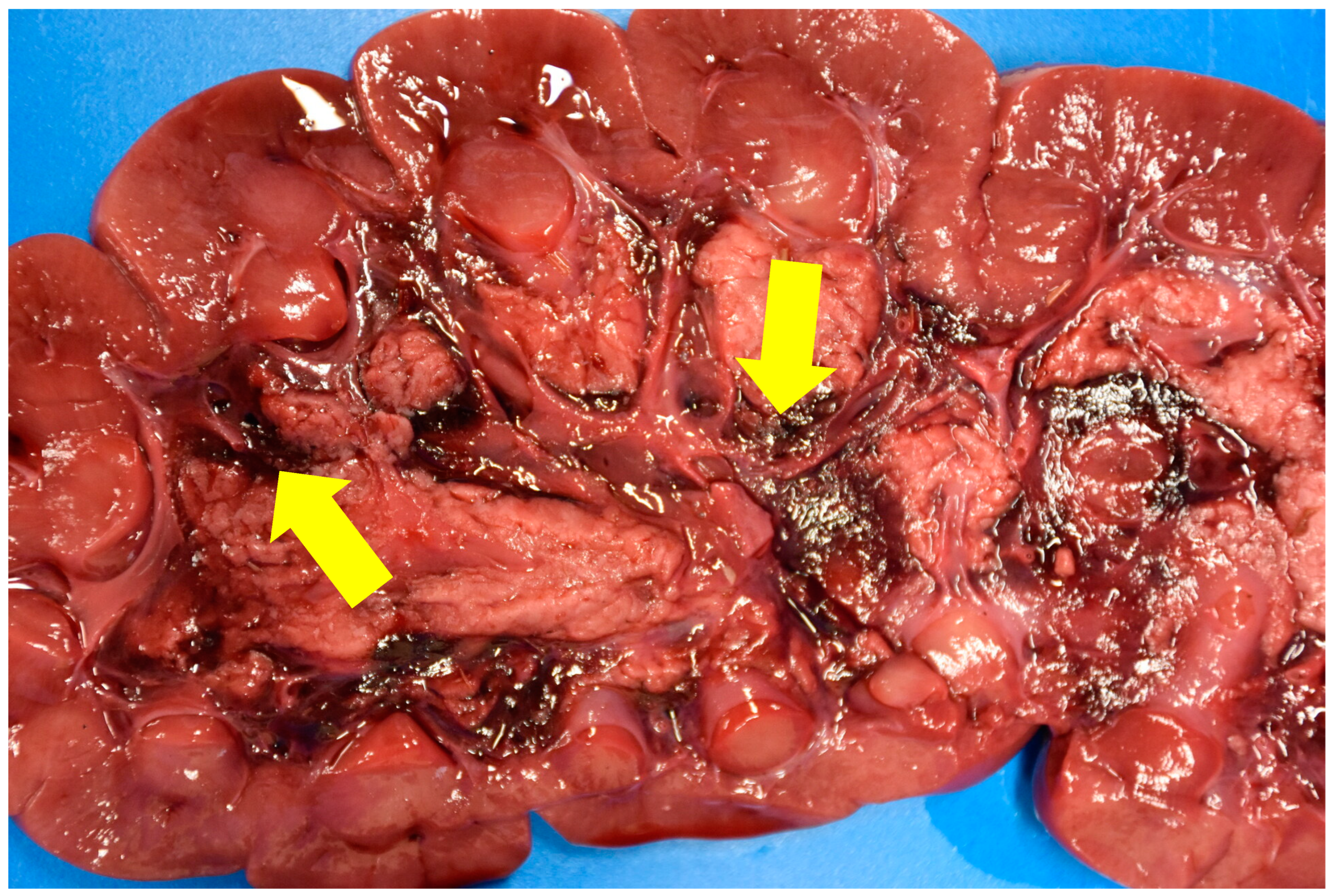 Animals 13 02678 g002b