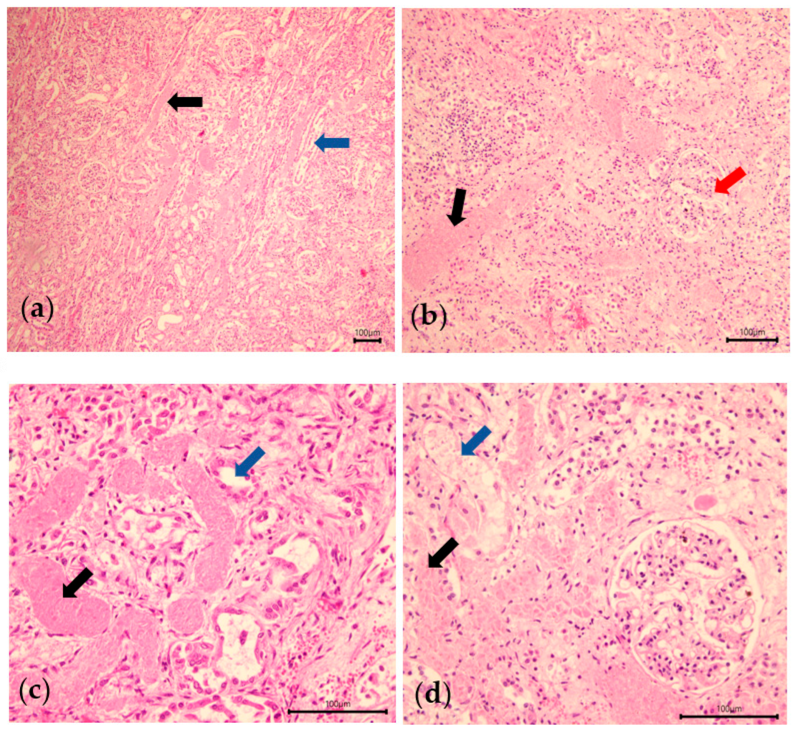 Animals 13 02678 g003