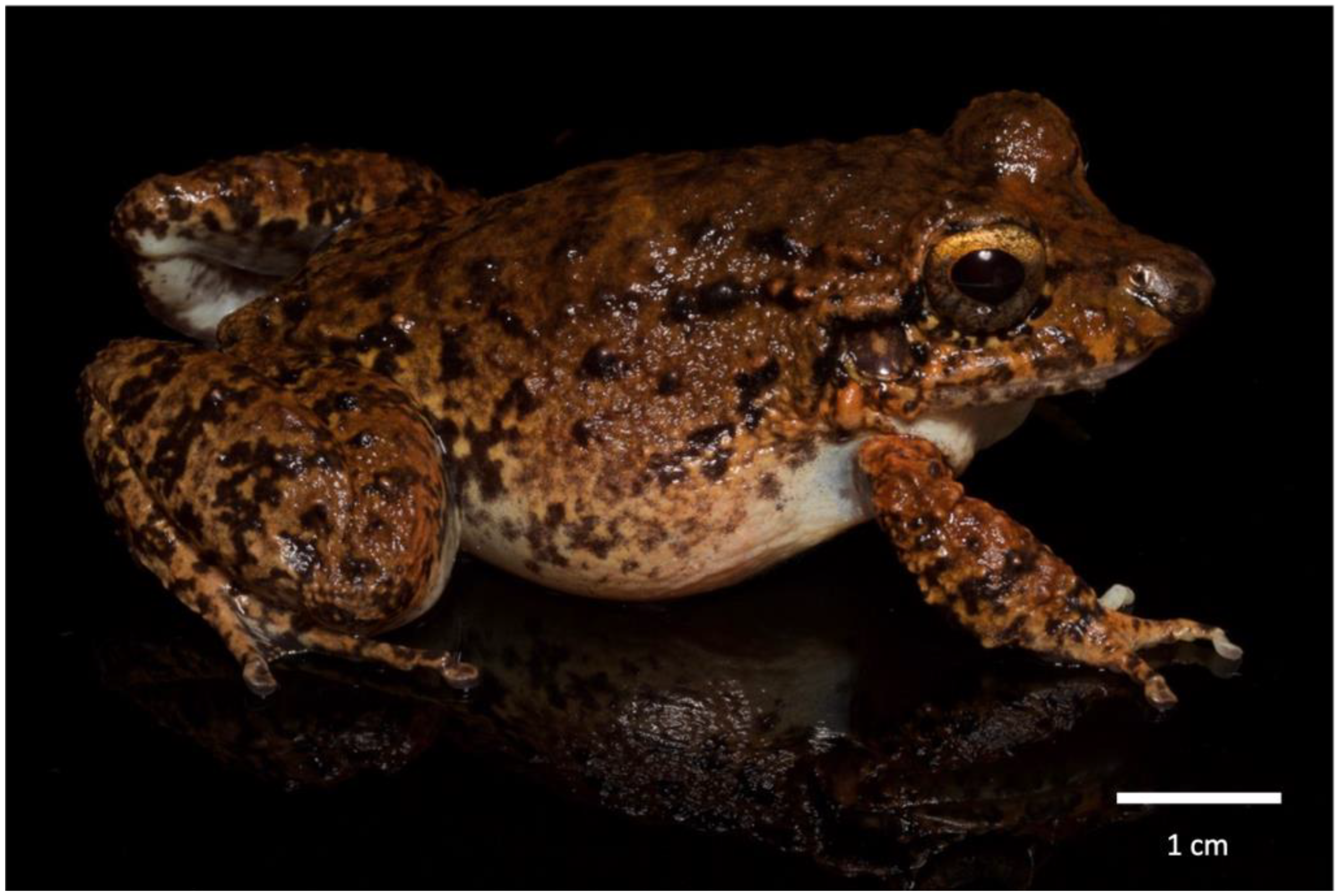 Animals 13 02689 g001