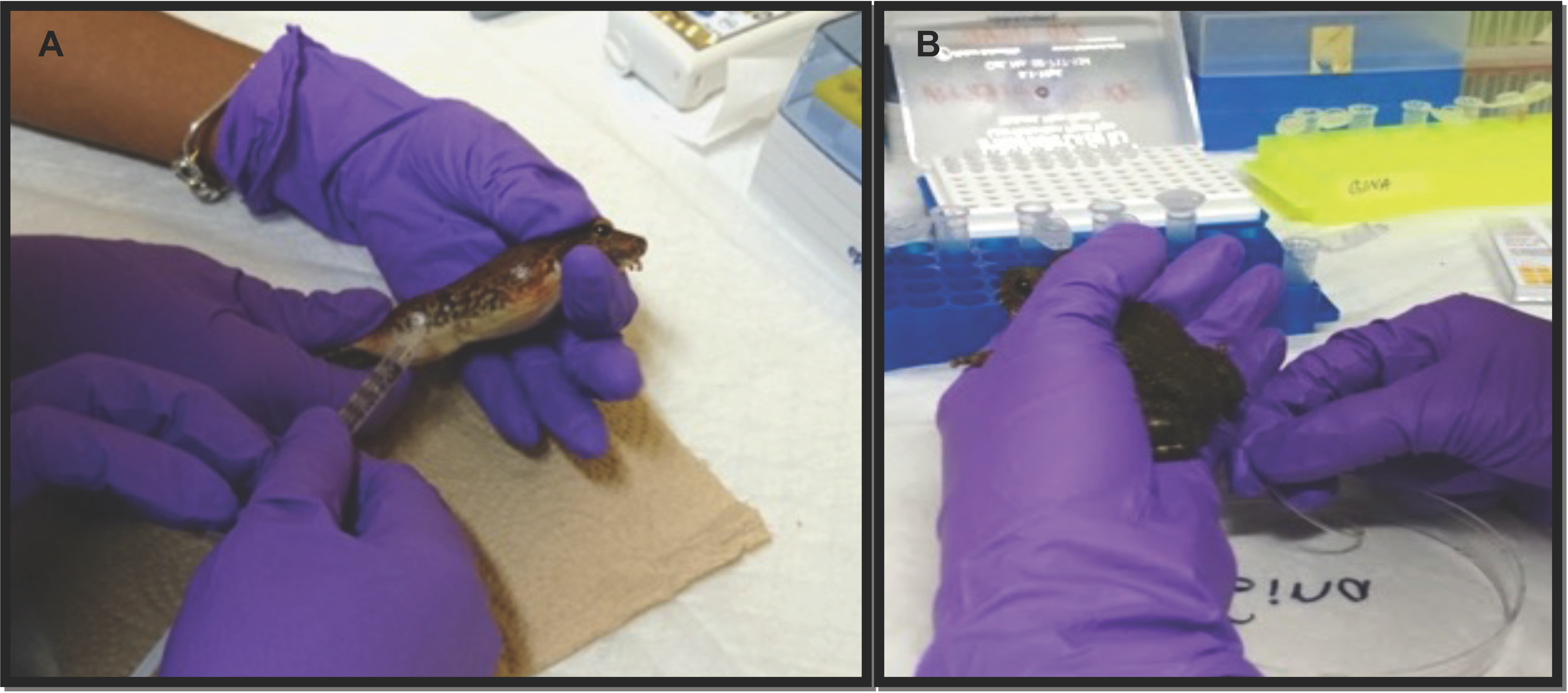 Animals 13 02689 g002