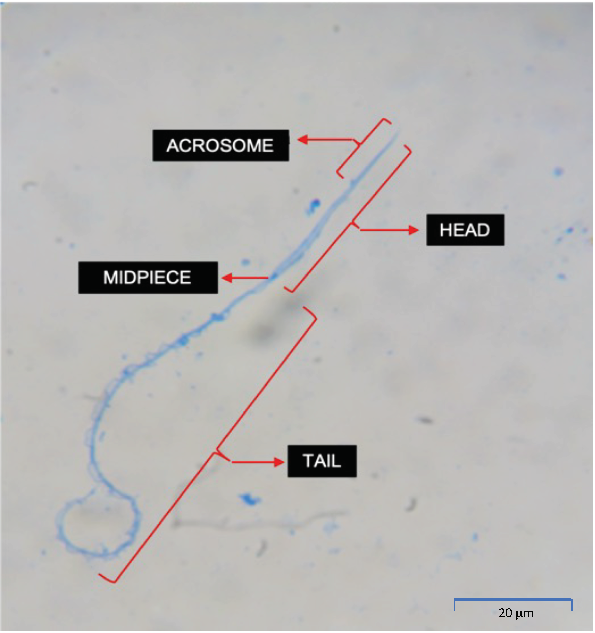 Animals 13 02689 g008