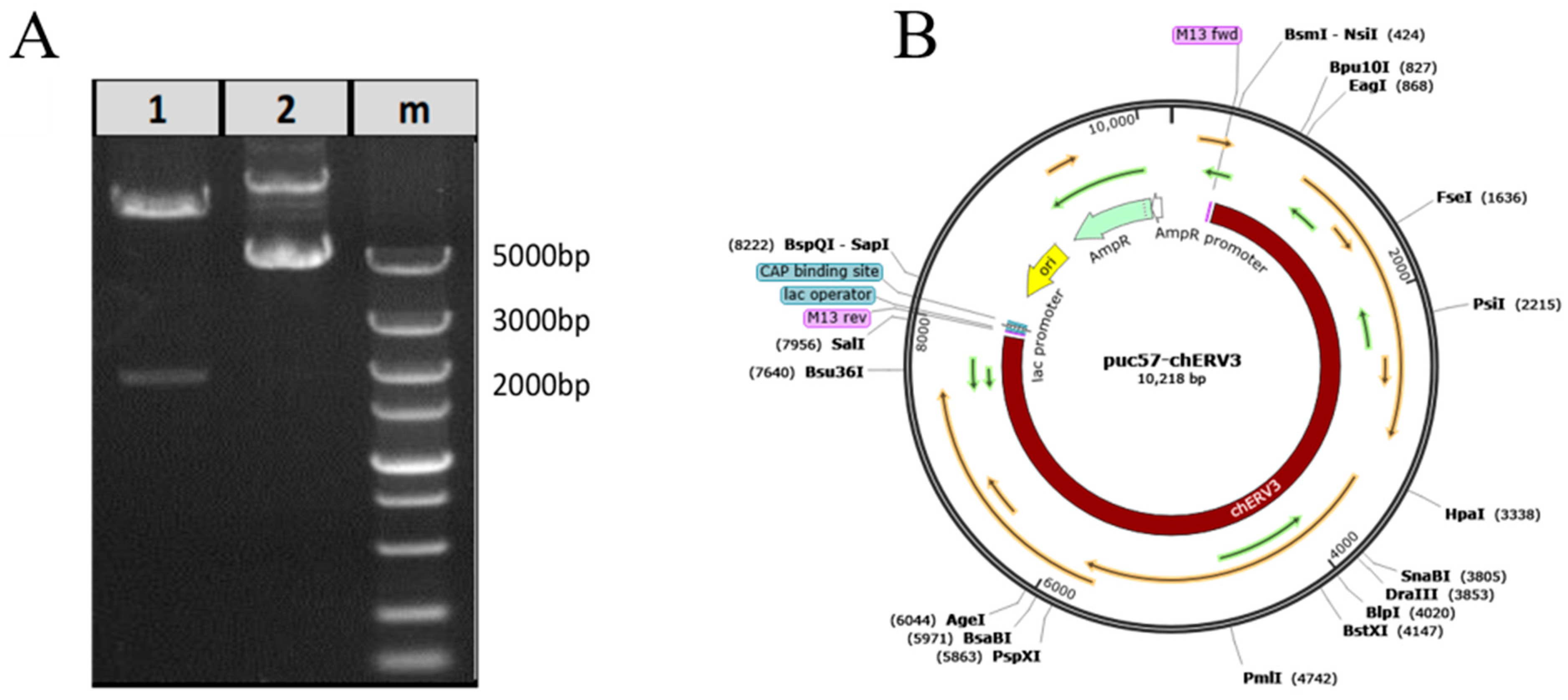 Animals 13 02720 g001