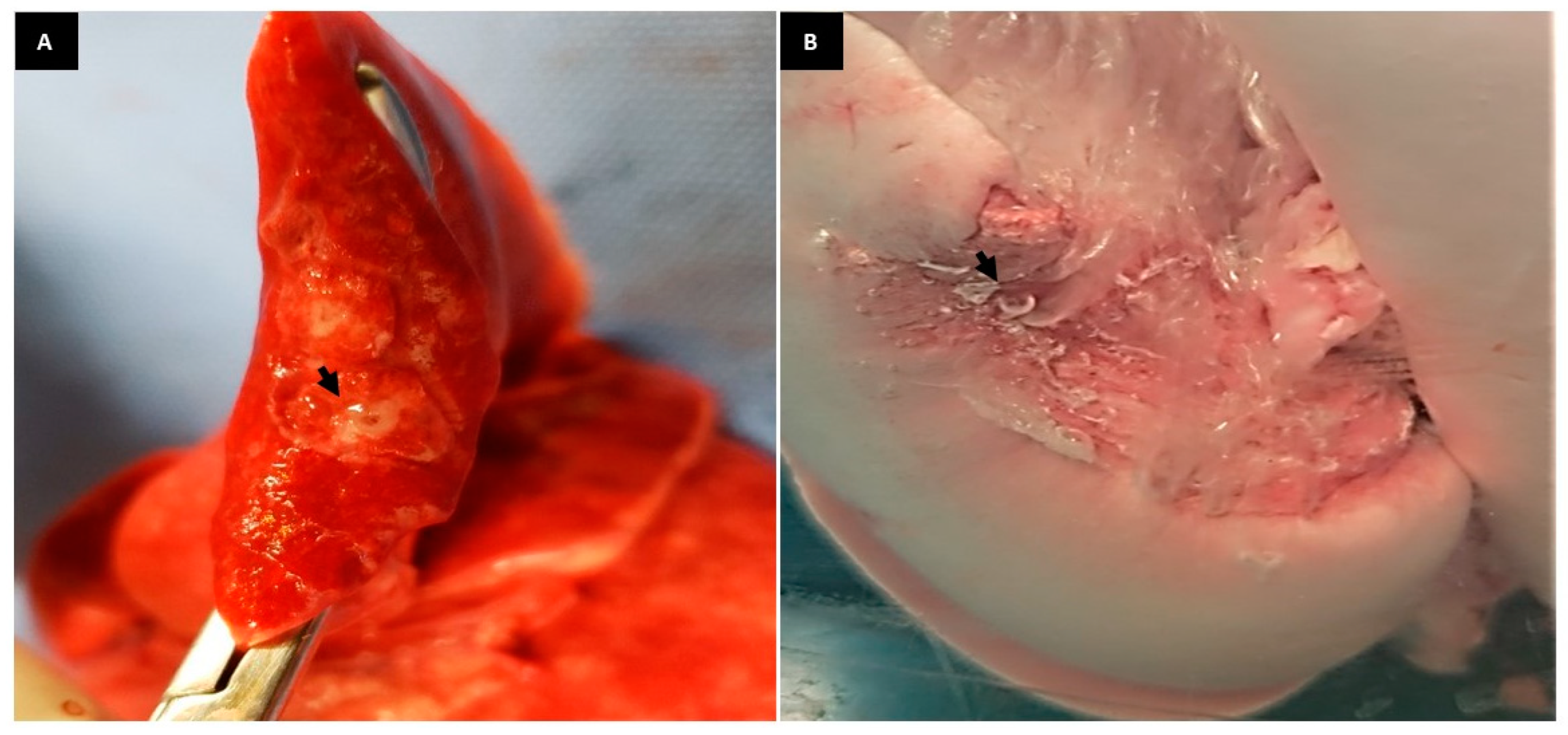 Animals 13 02732 g007