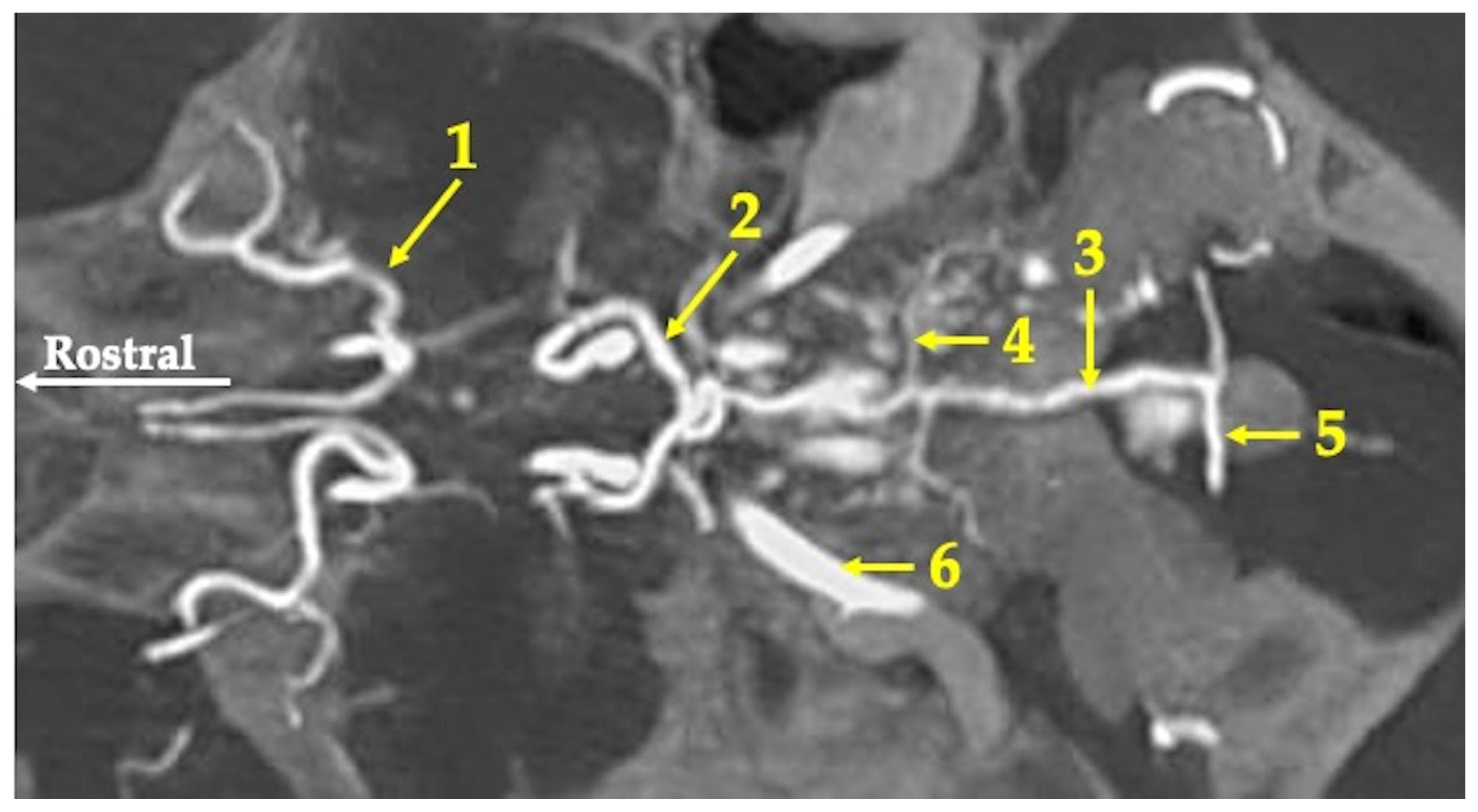 Animals 13 02744 g002 Animals 13 02744 g002