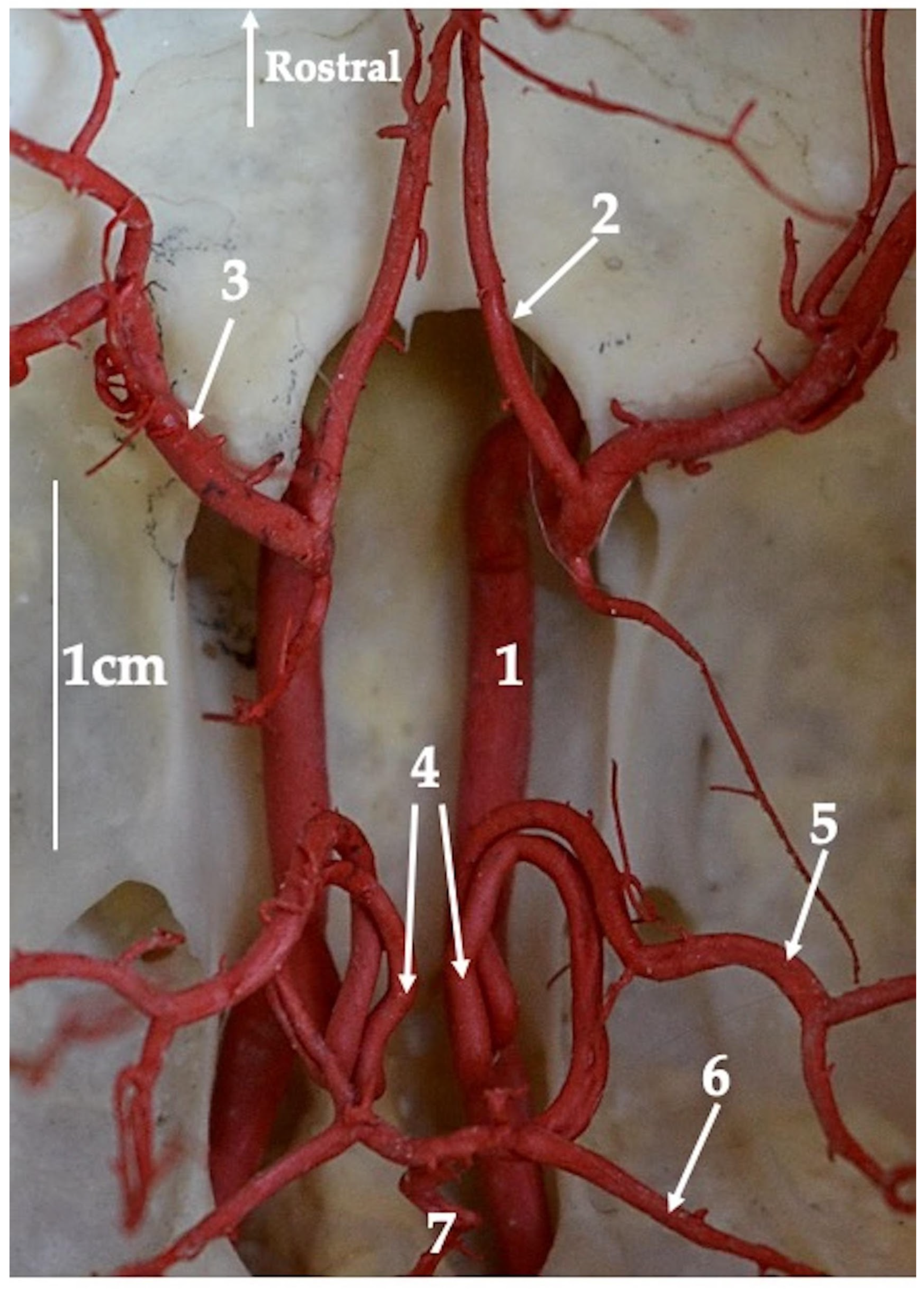 Animals 13 02744 g004 Animals 13 02744 g004