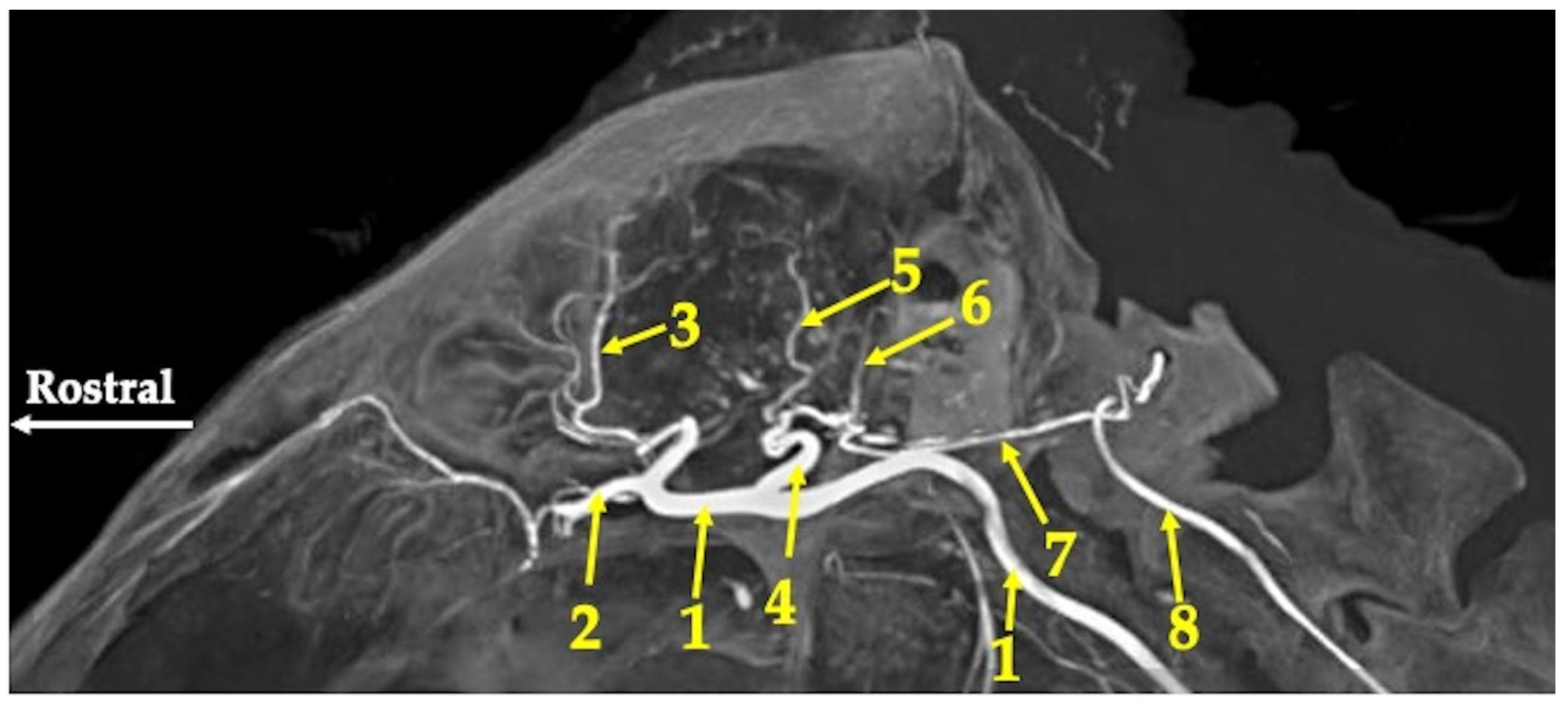 Animals 13 02744 g005 Animals 13 02744 g005