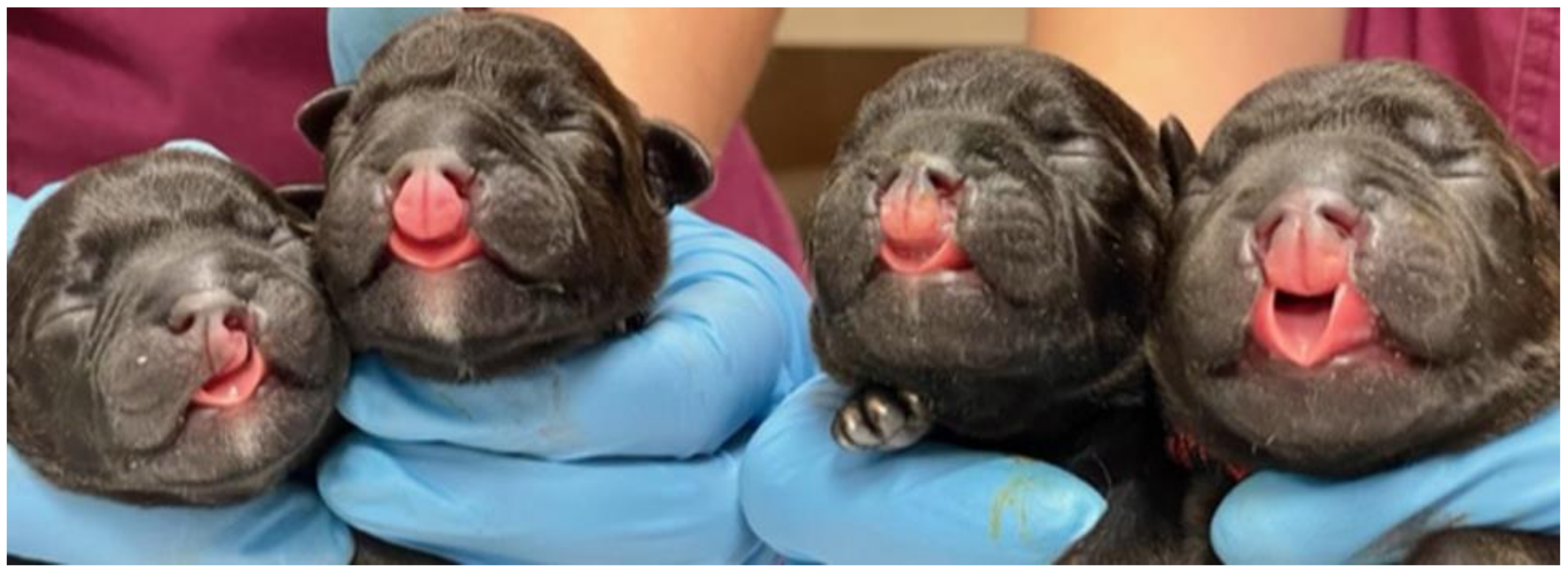 Causes Of Bilateral Cleft Lip And Palate In Dogs Infoupdate