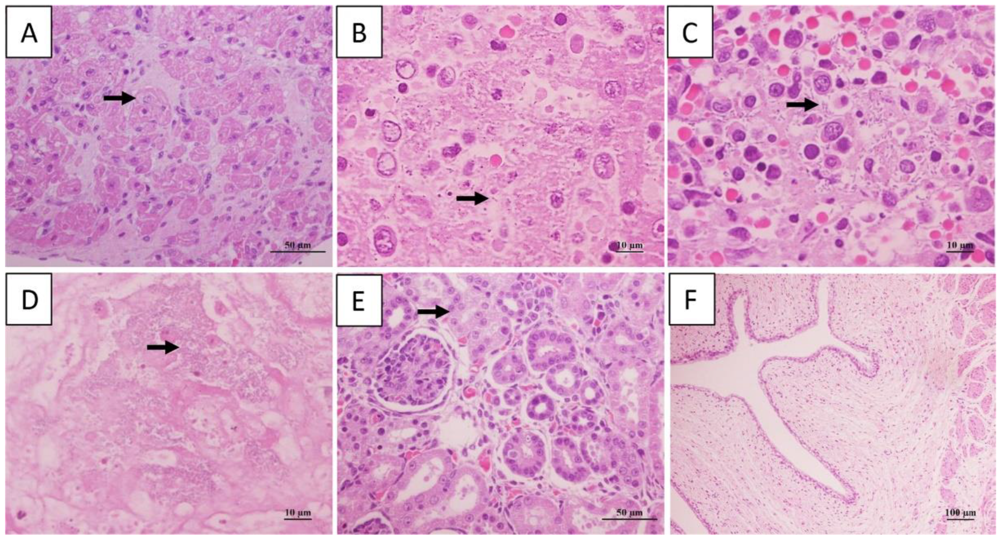 Animals 13 02779 g002